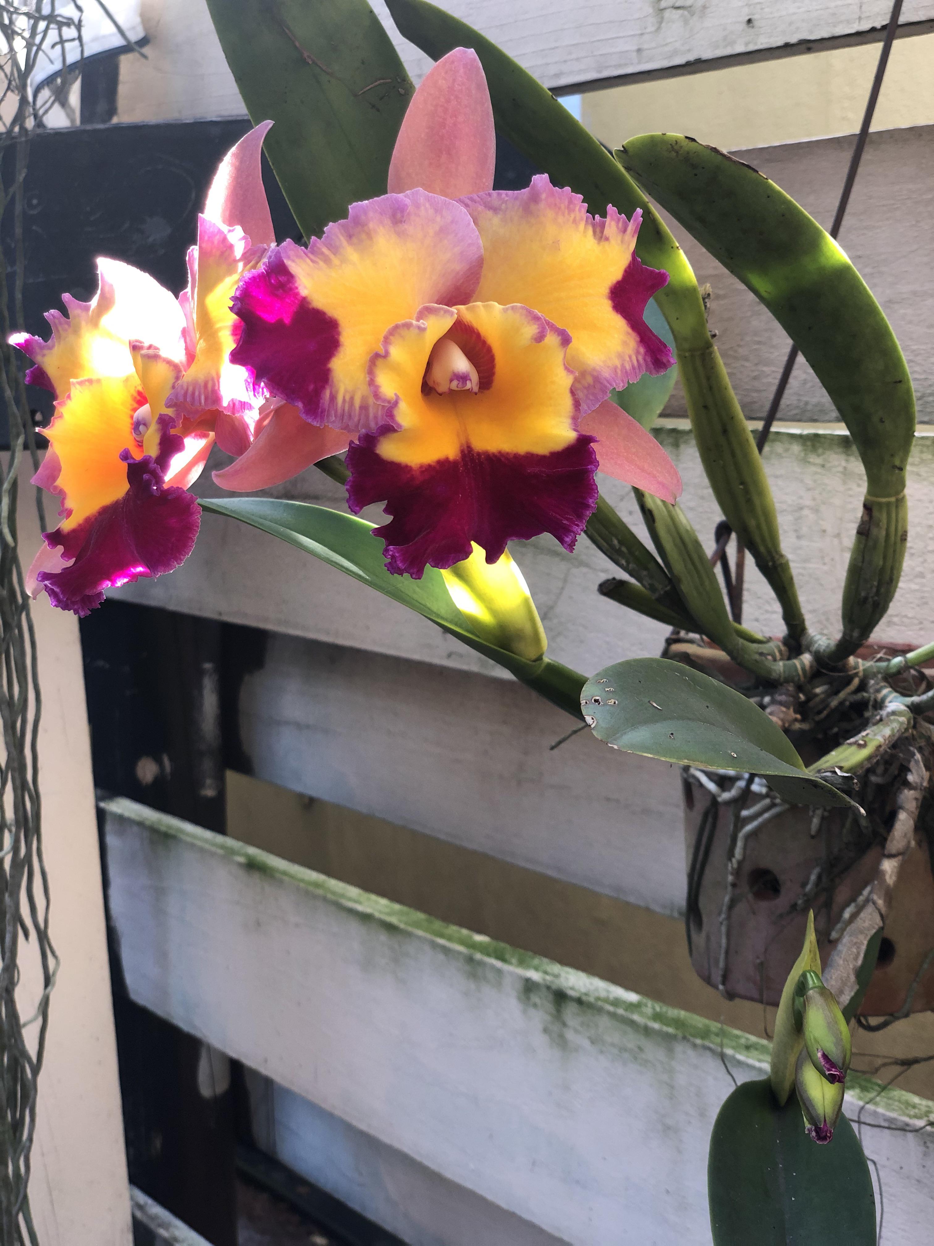 It’s that time of year. My favorite cattleya is blooming and it has