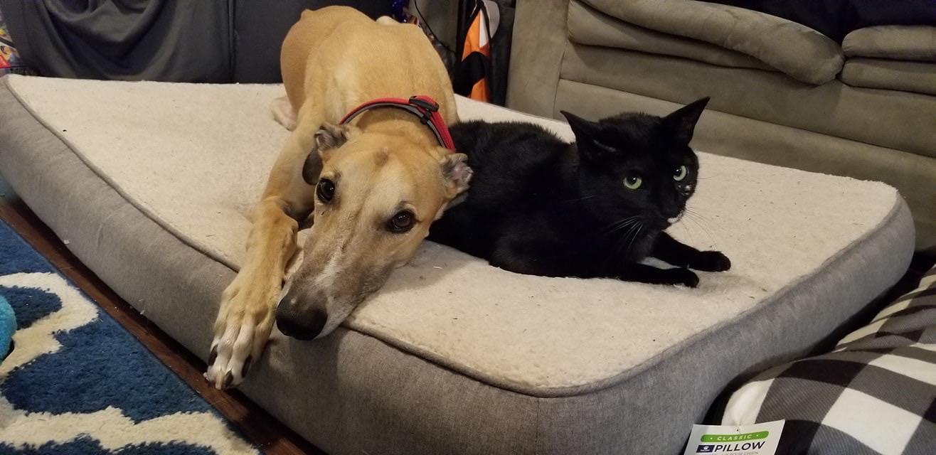 Giant and his cat bröther, Tripp. They have been best buddies since we