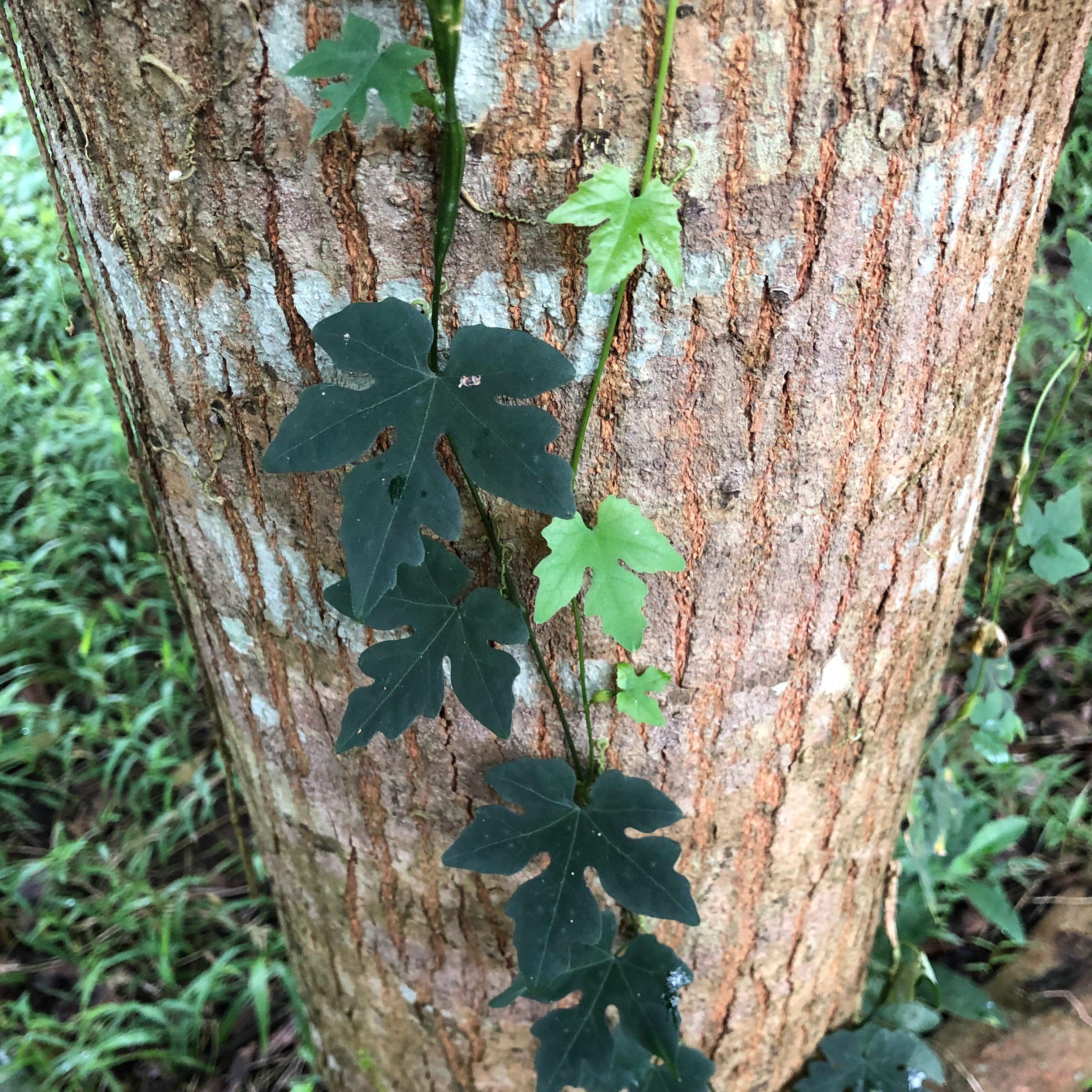 Philippine Mahogany Tree