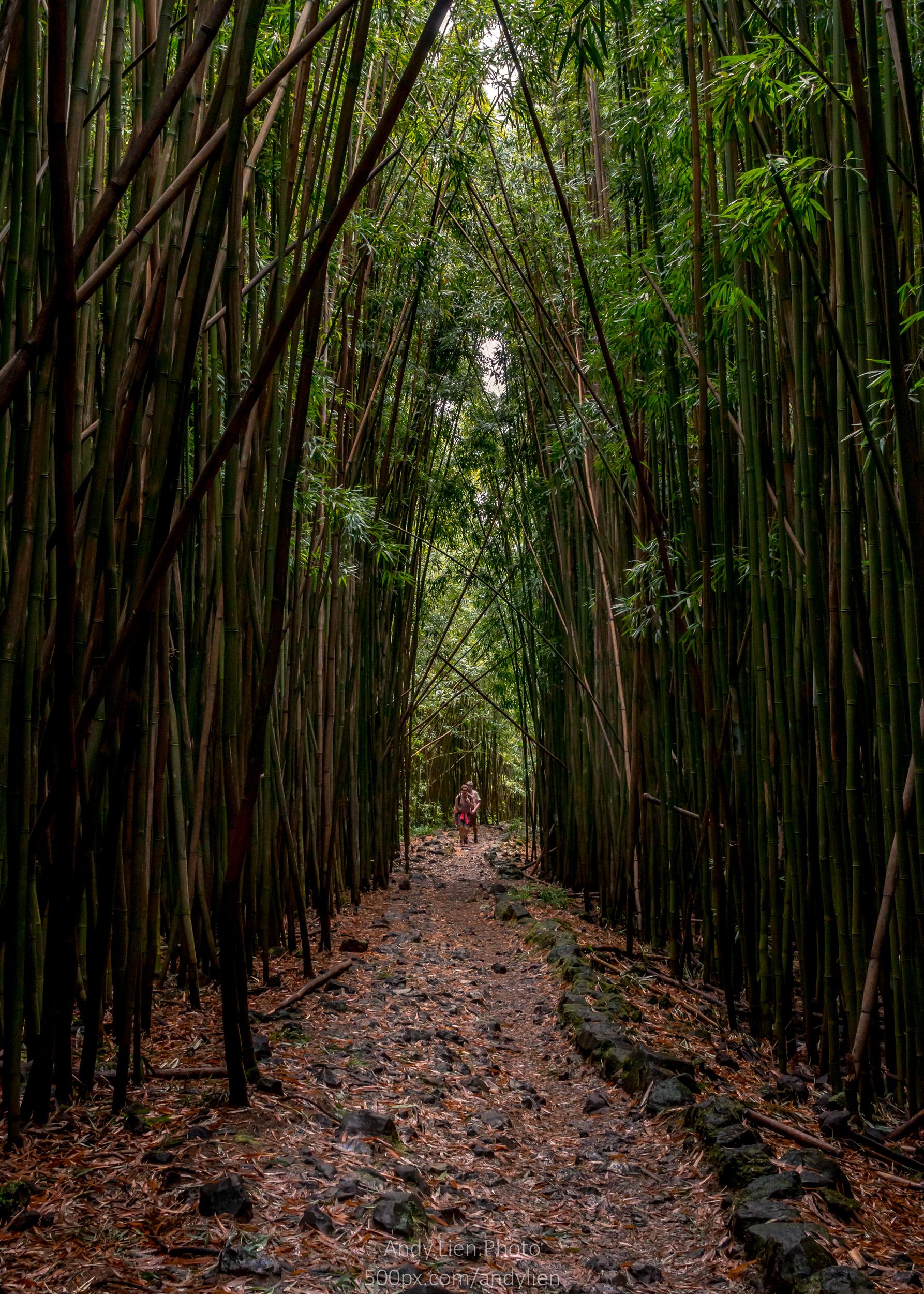 [OC] Hiking through the bamboo forest, Haleakala National Park, Maui