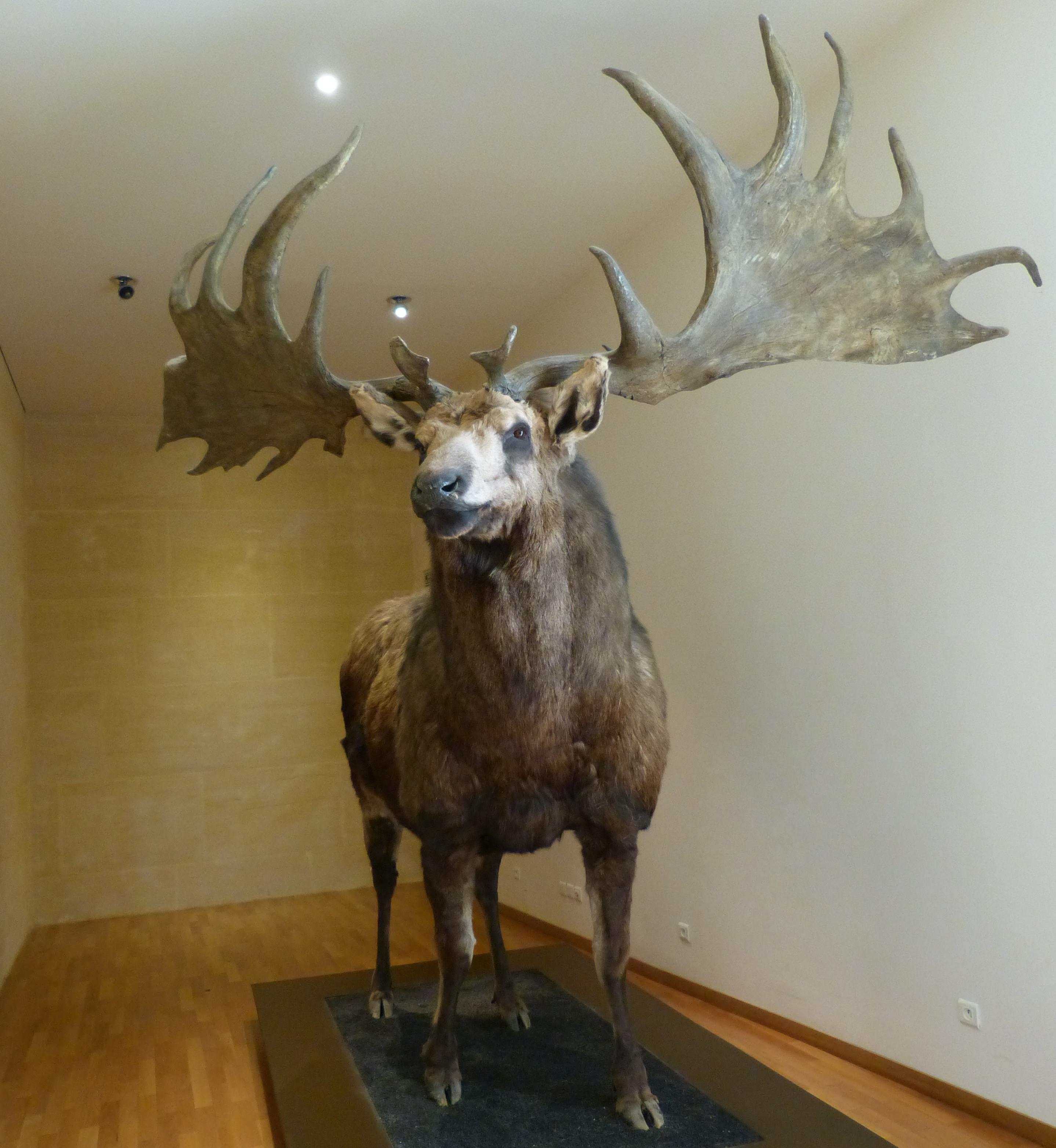 The Megaloceros, or “Irish elk,” had the largest antlers of any known deer with some if the