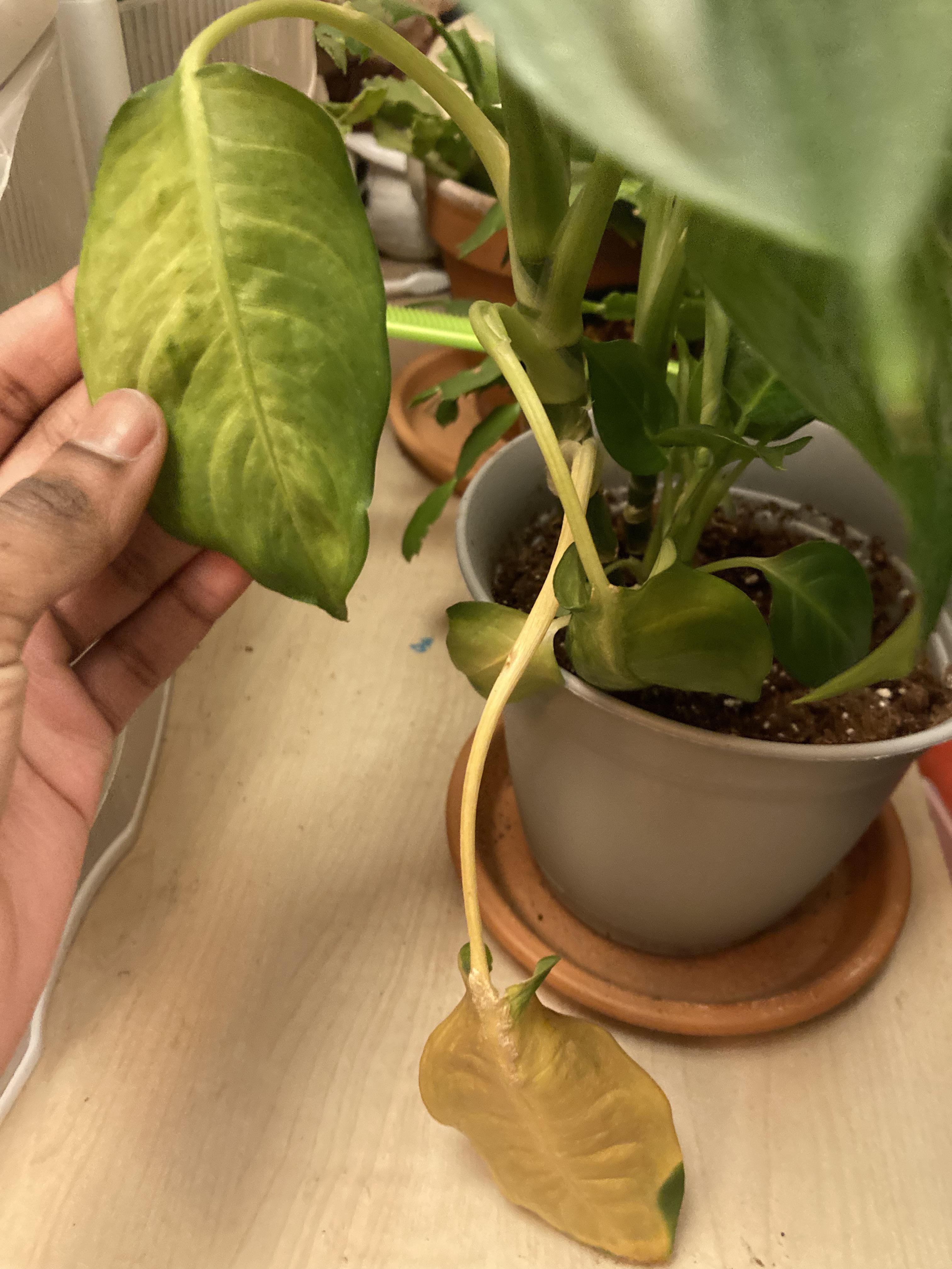 My plant is dying and i think i may have poisoned it with hydrogen