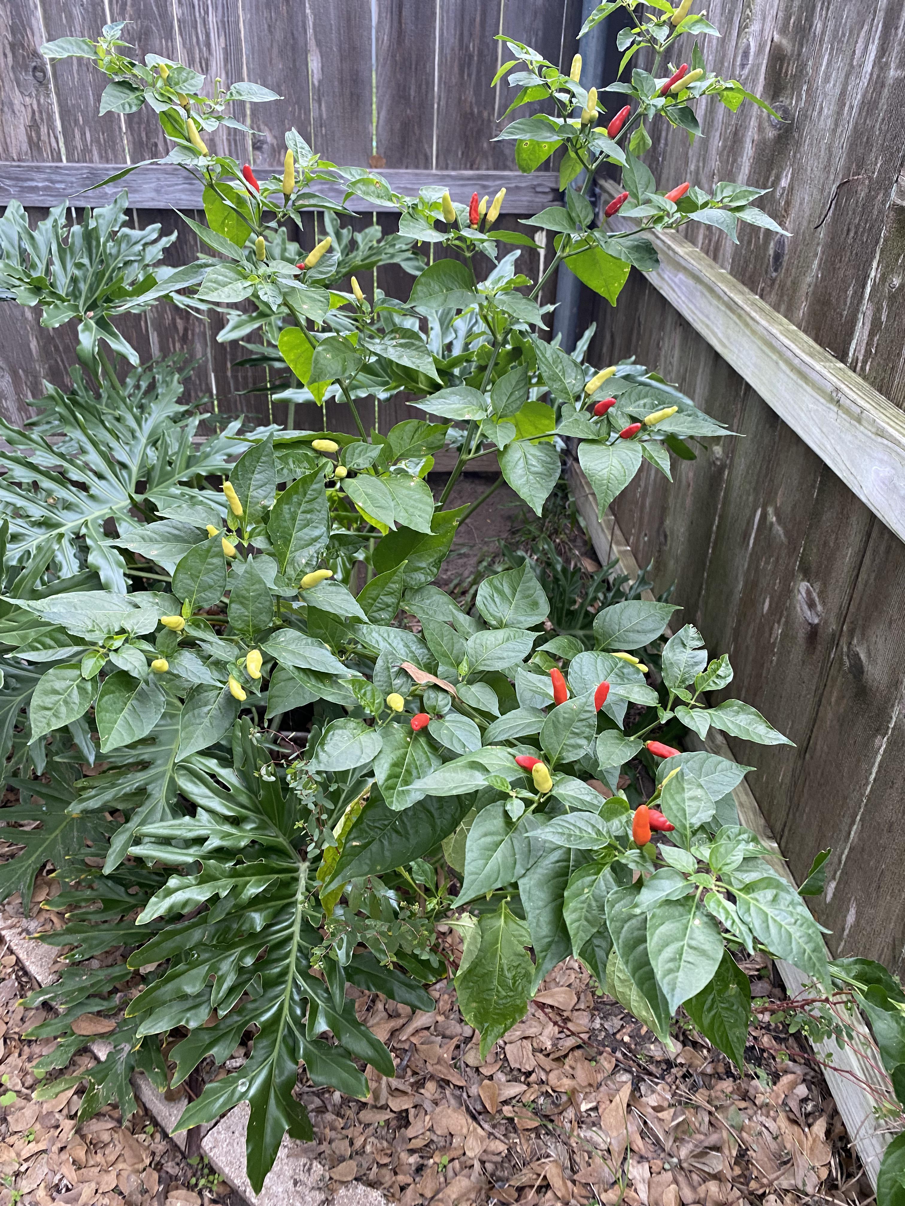 Hi what is this? Started growing in a corner of yard. I’ve got lots