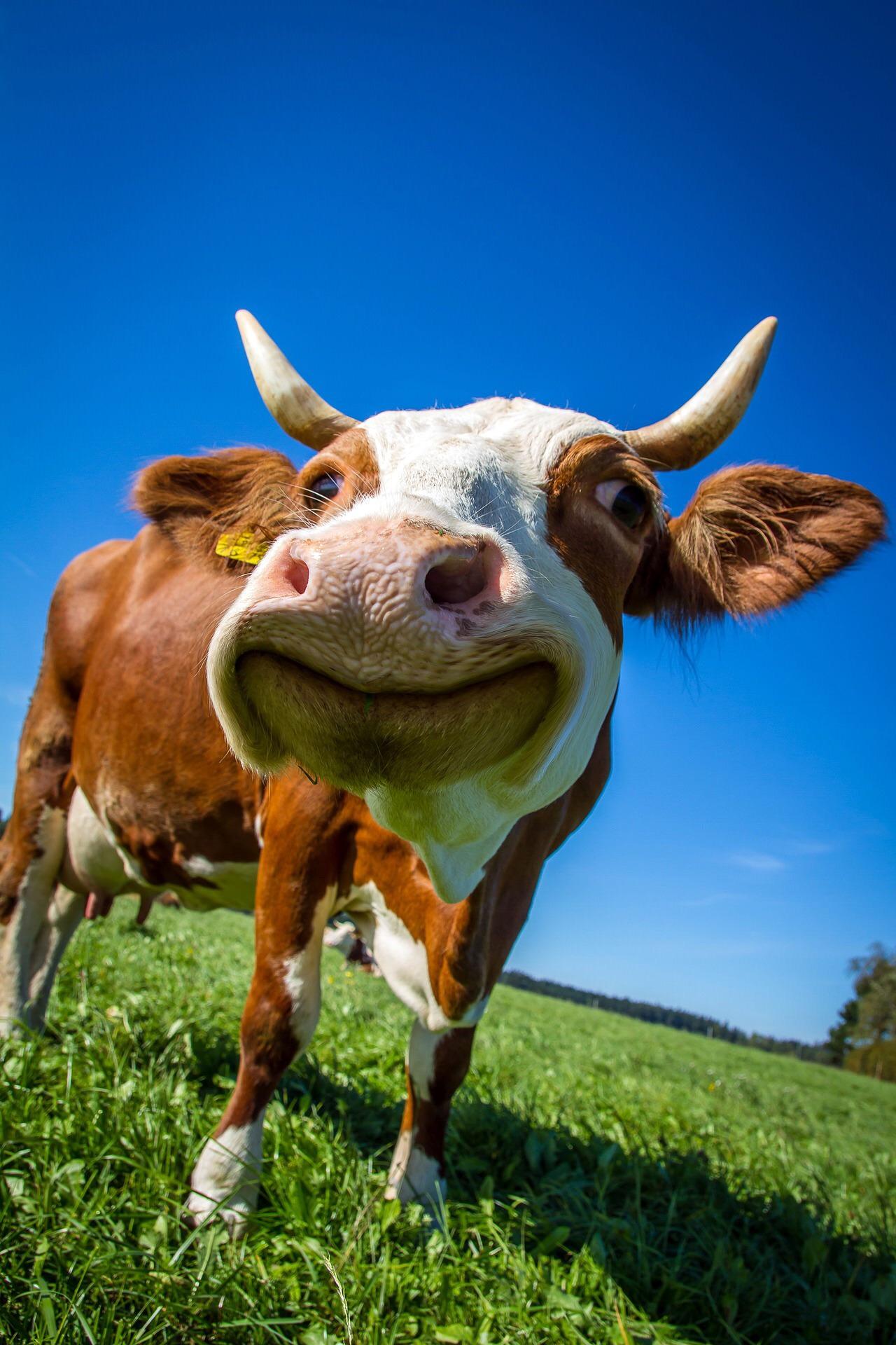 PsBattle This cow smiling