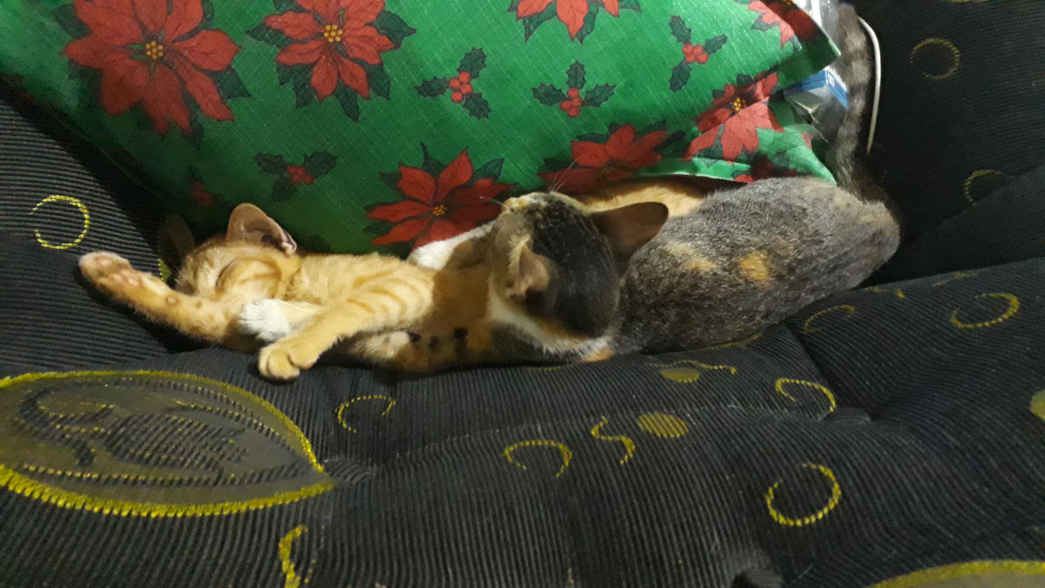 These siblings like to sleep together in tight spaces, even if they