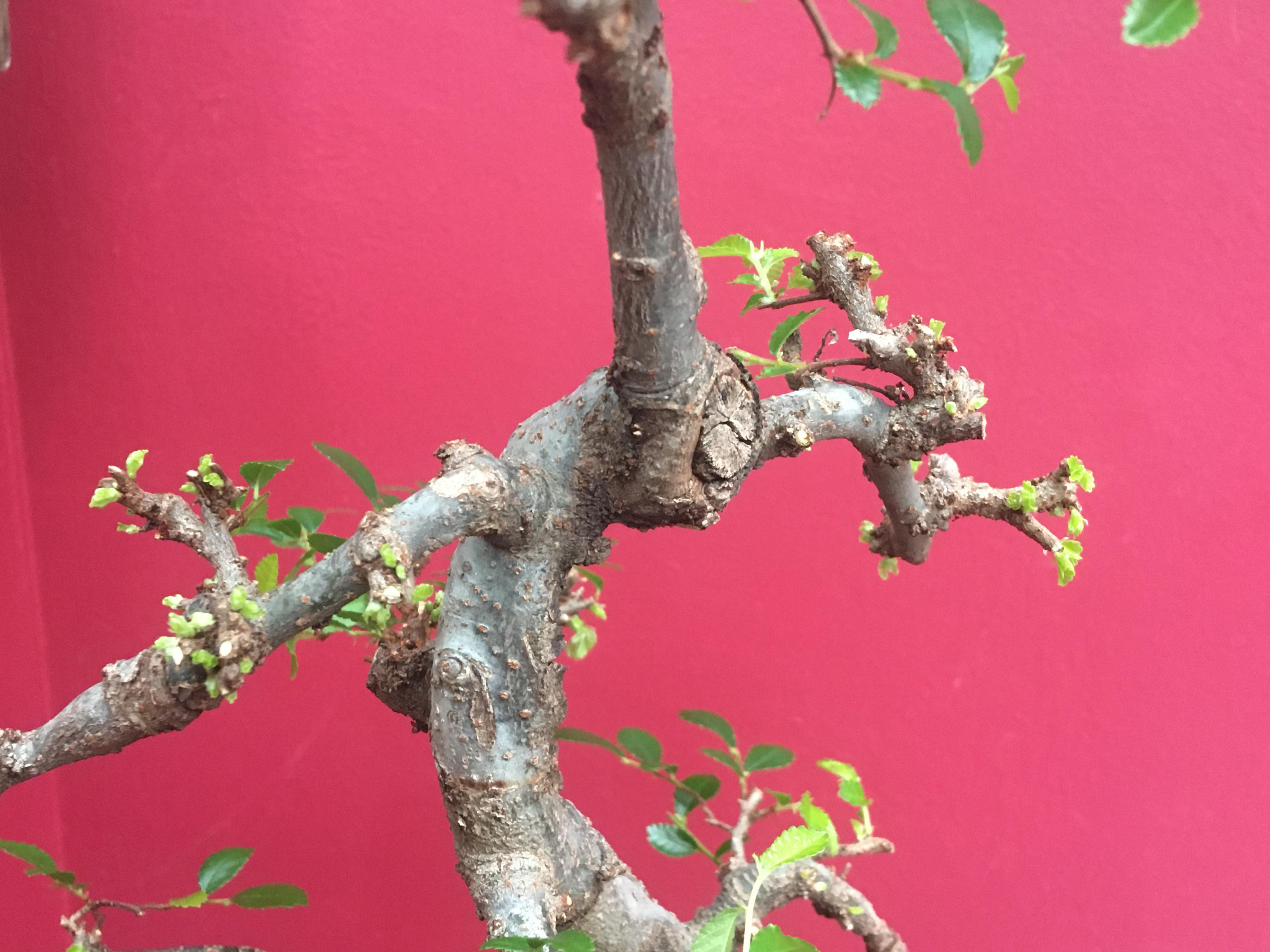 Backbudding on my Chinese Elm. r/Bonsai