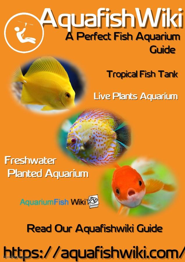 Maintain best Tropical Fish Tank r/Infographics