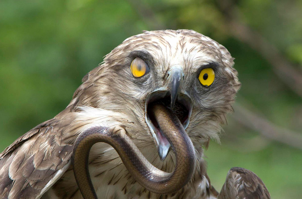 Shorttoed snake eagle having a lunch. Often found in Russia, the