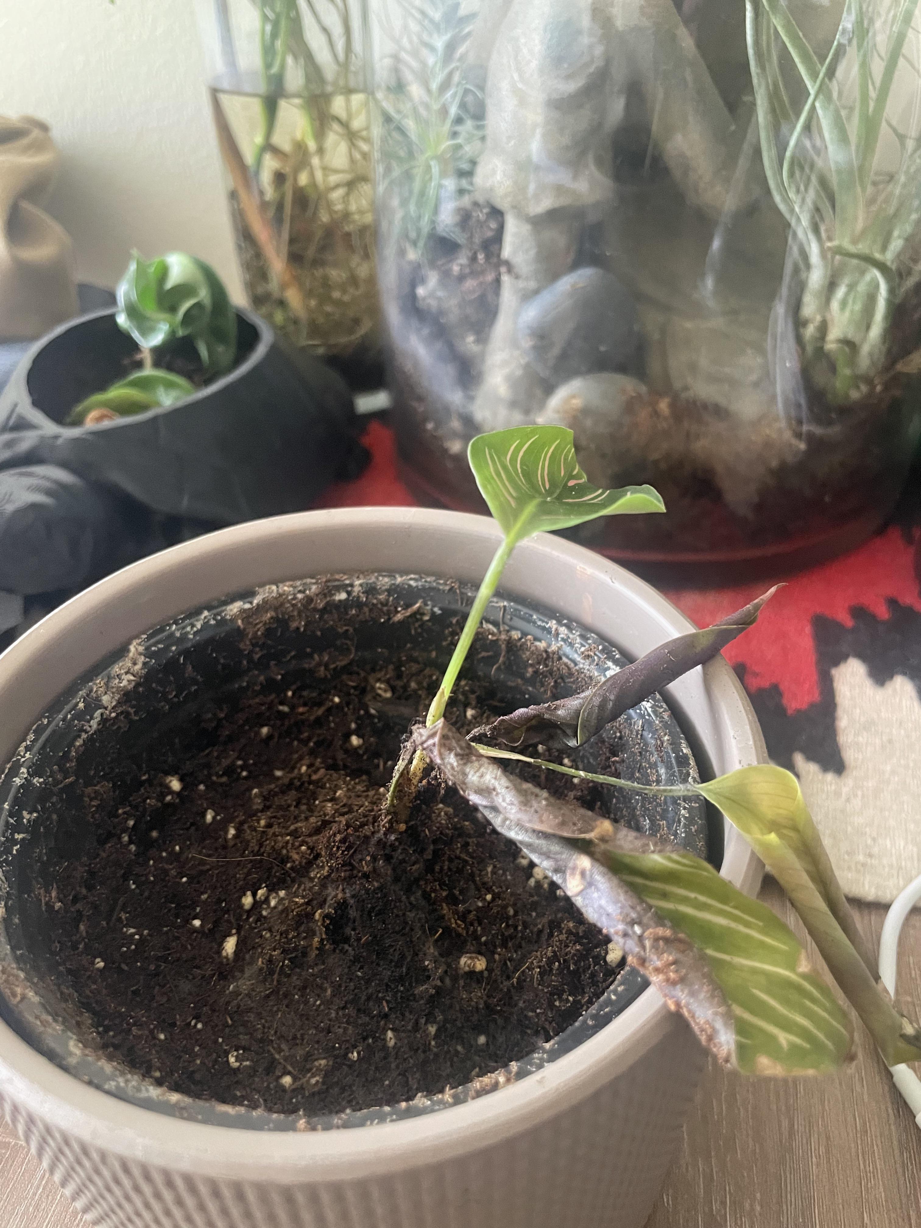 Help r/houseplants