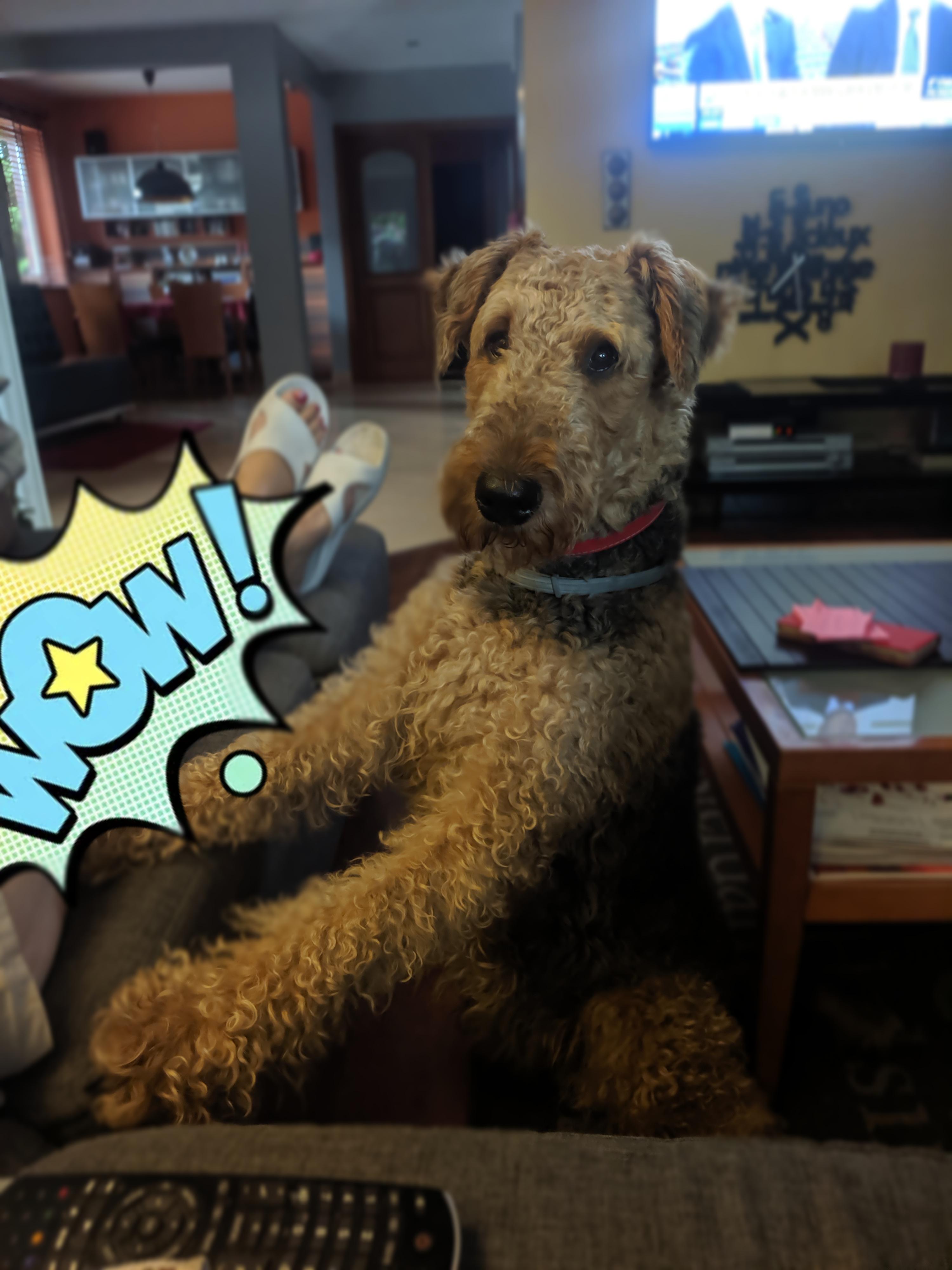 That's how my parents dog begs for food r/WhatsWrongWithYourDog