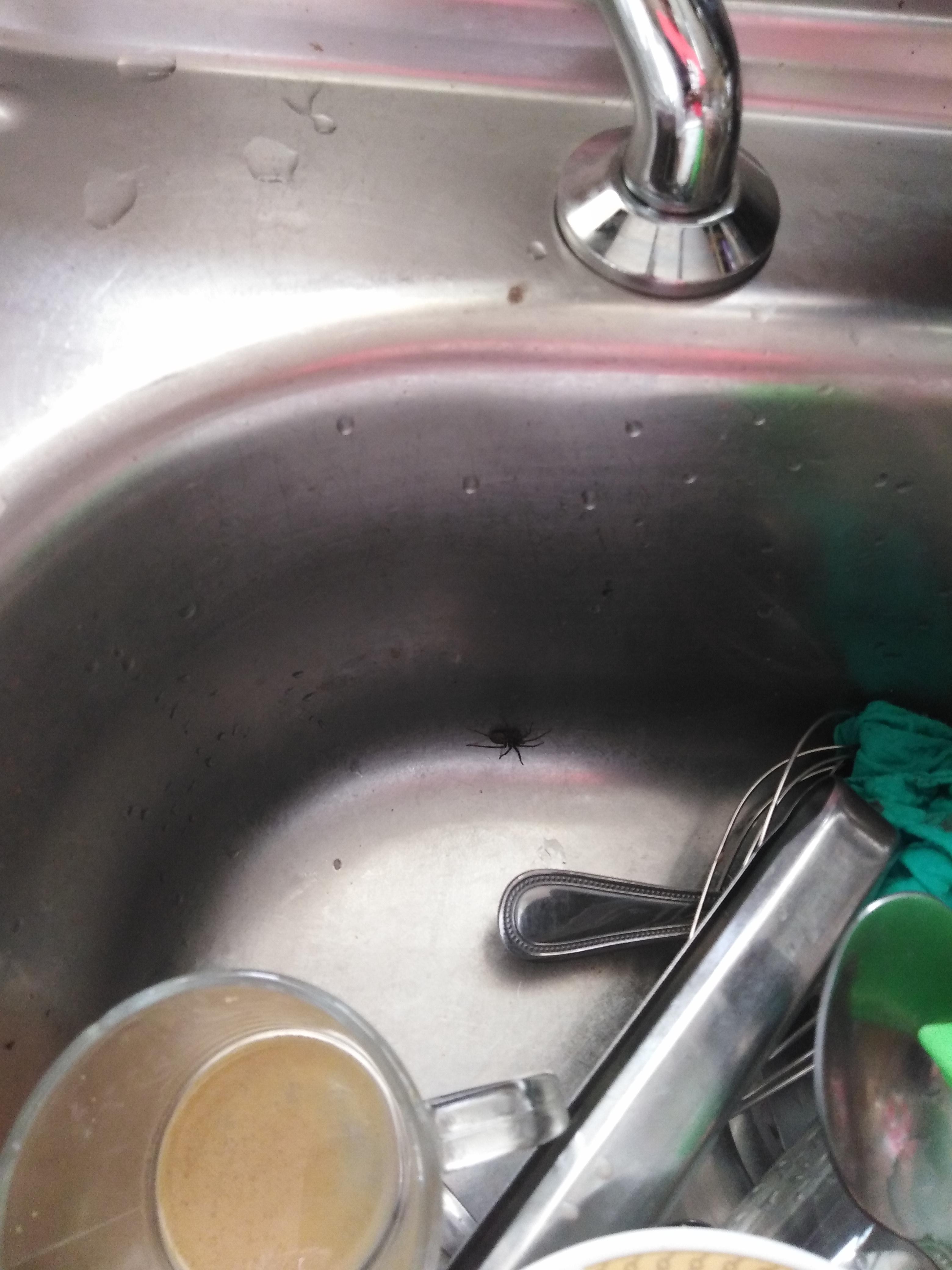 Spider in my sink. r/mildlyinfuriating