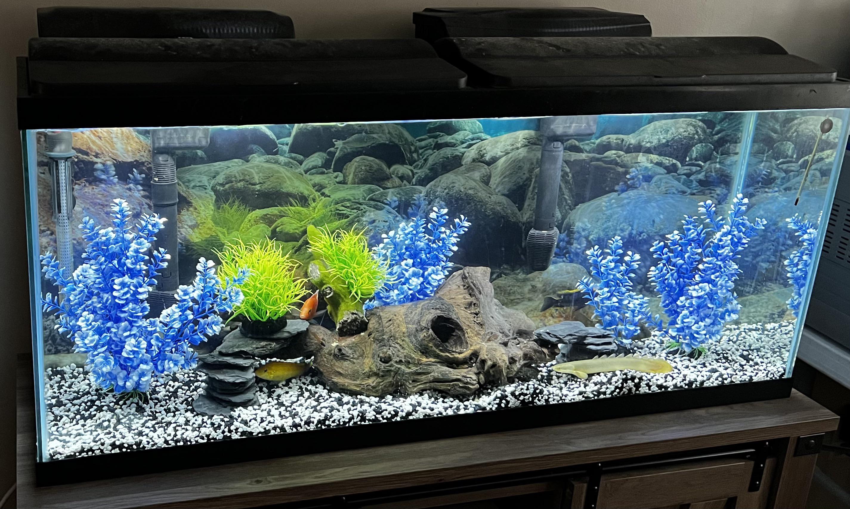Setup suggestions new to African cichlids and I read lots of decor for