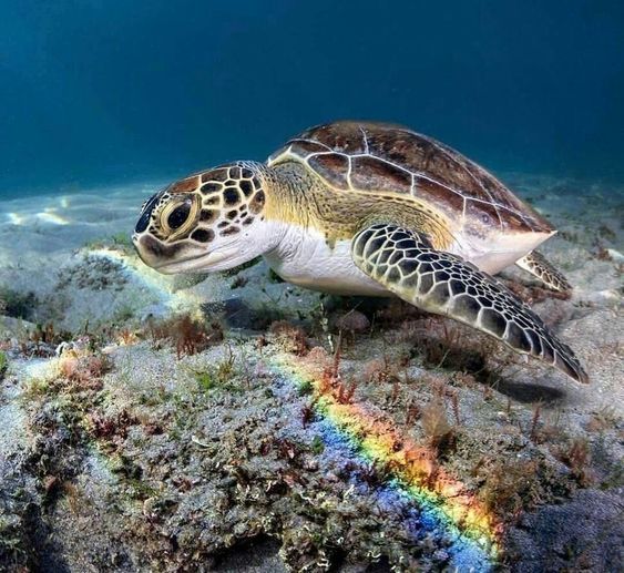 Many reptiles have excellent colour vision, and turtle colour vision is