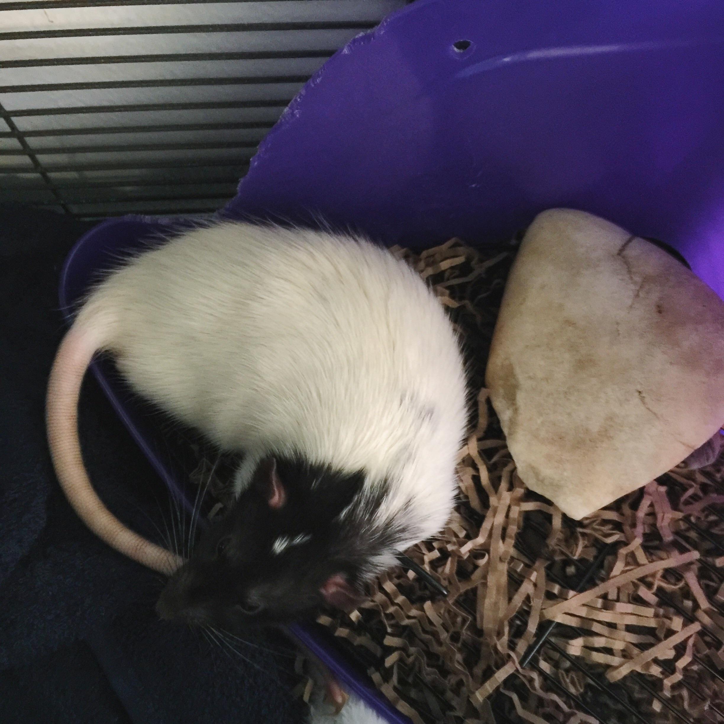 Obviously the litter box is perfect for naps. r/RATS