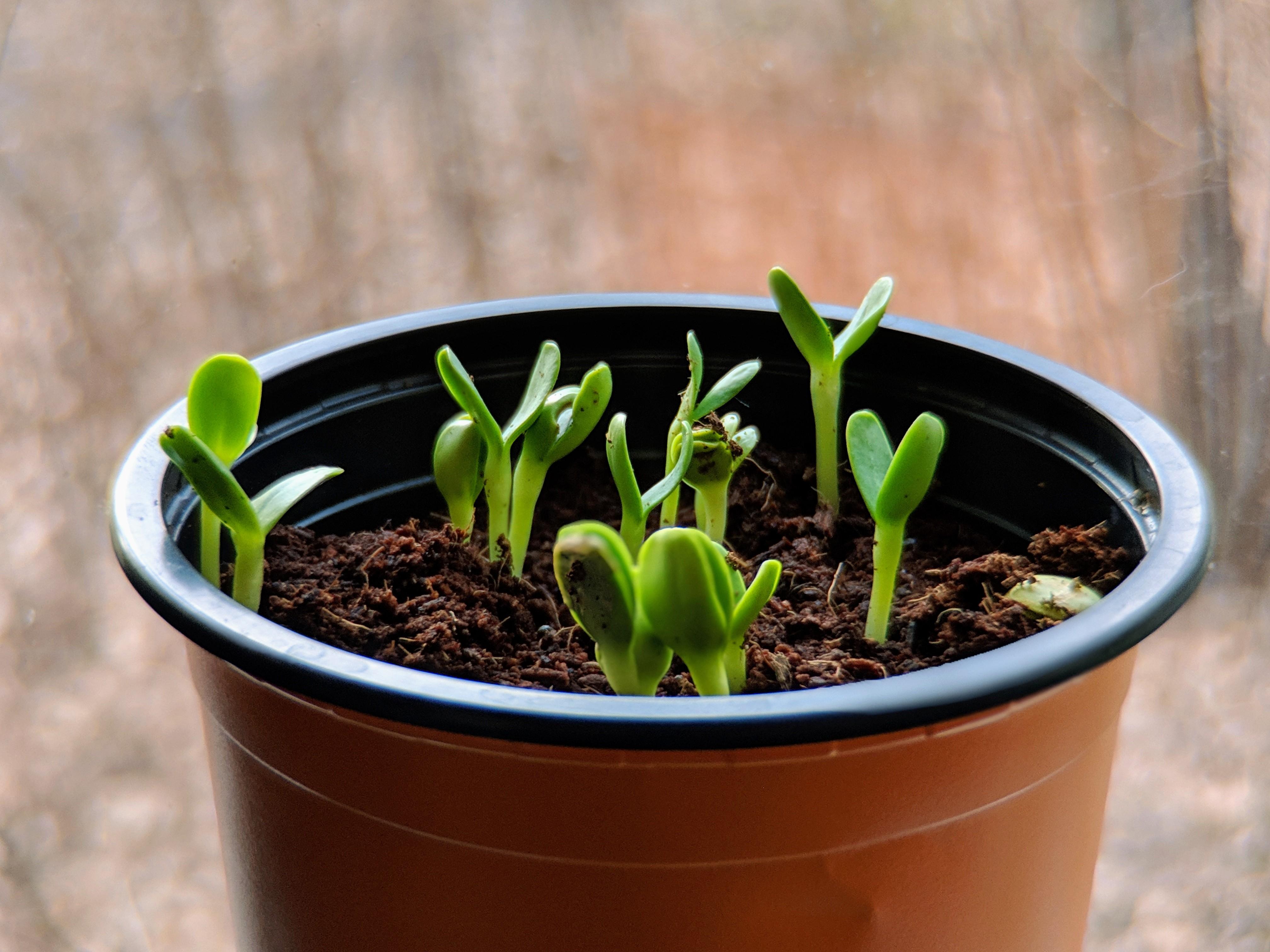 Picked up a sunflower grow kit from the dollar store. Did not expect
