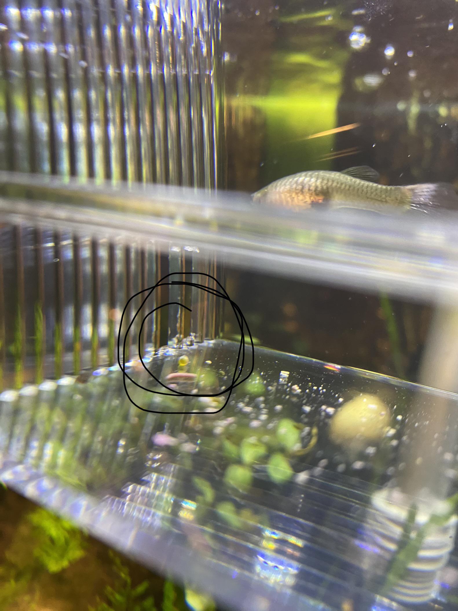 Can someone tell me why my guppy is laying what appears to be eggs