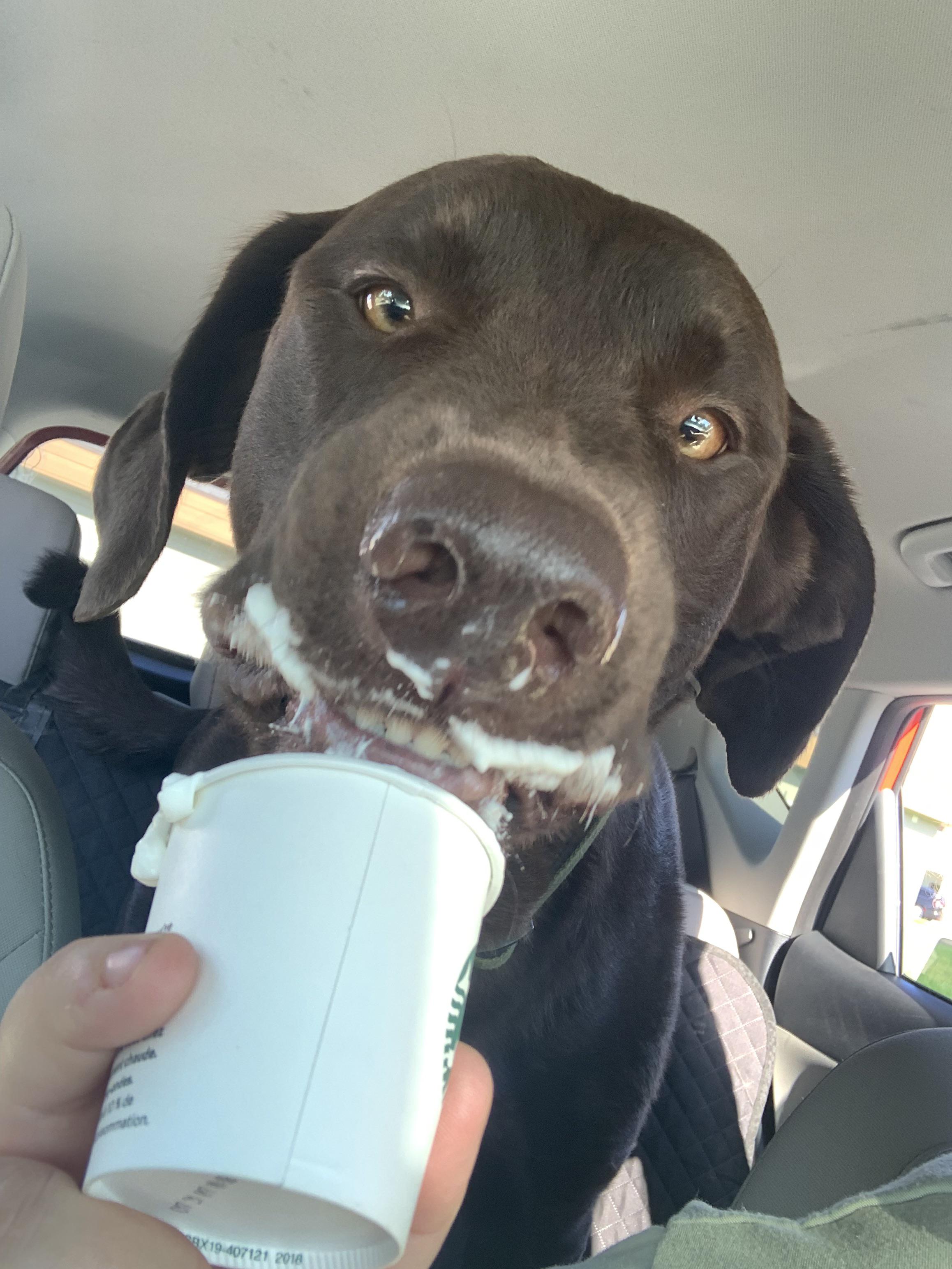 What Can I Feed My Dog For Dry Skin