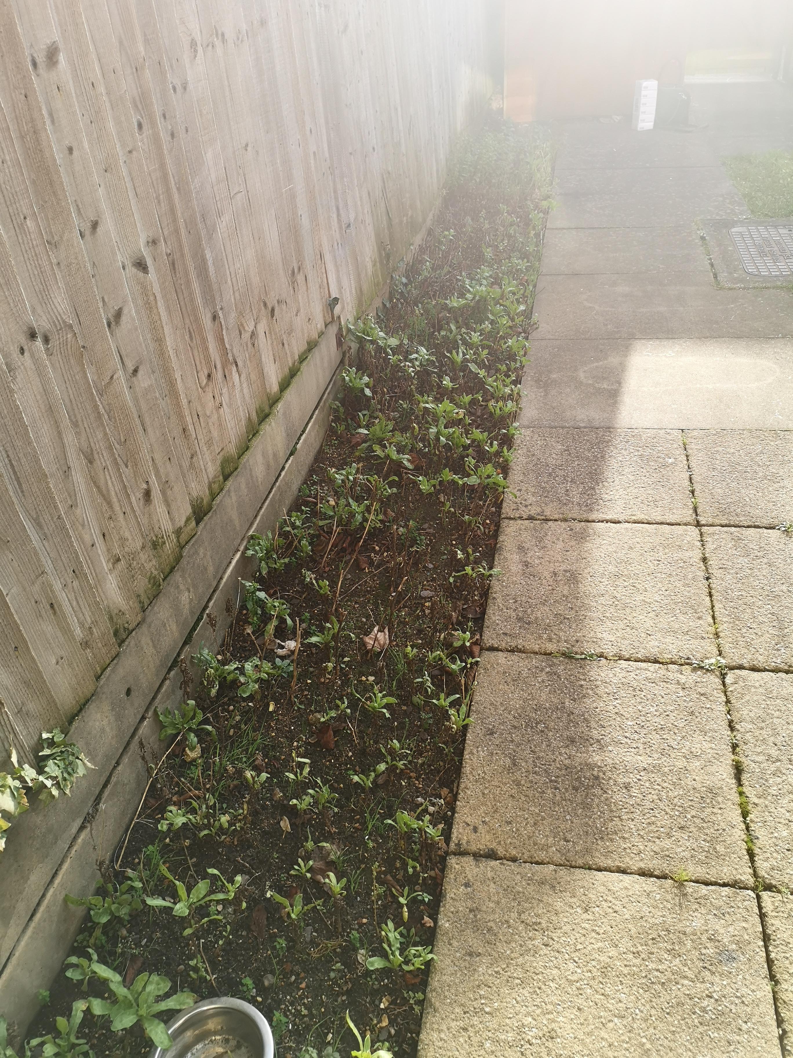 Looking for some ideas for this strip of my garden over the next few