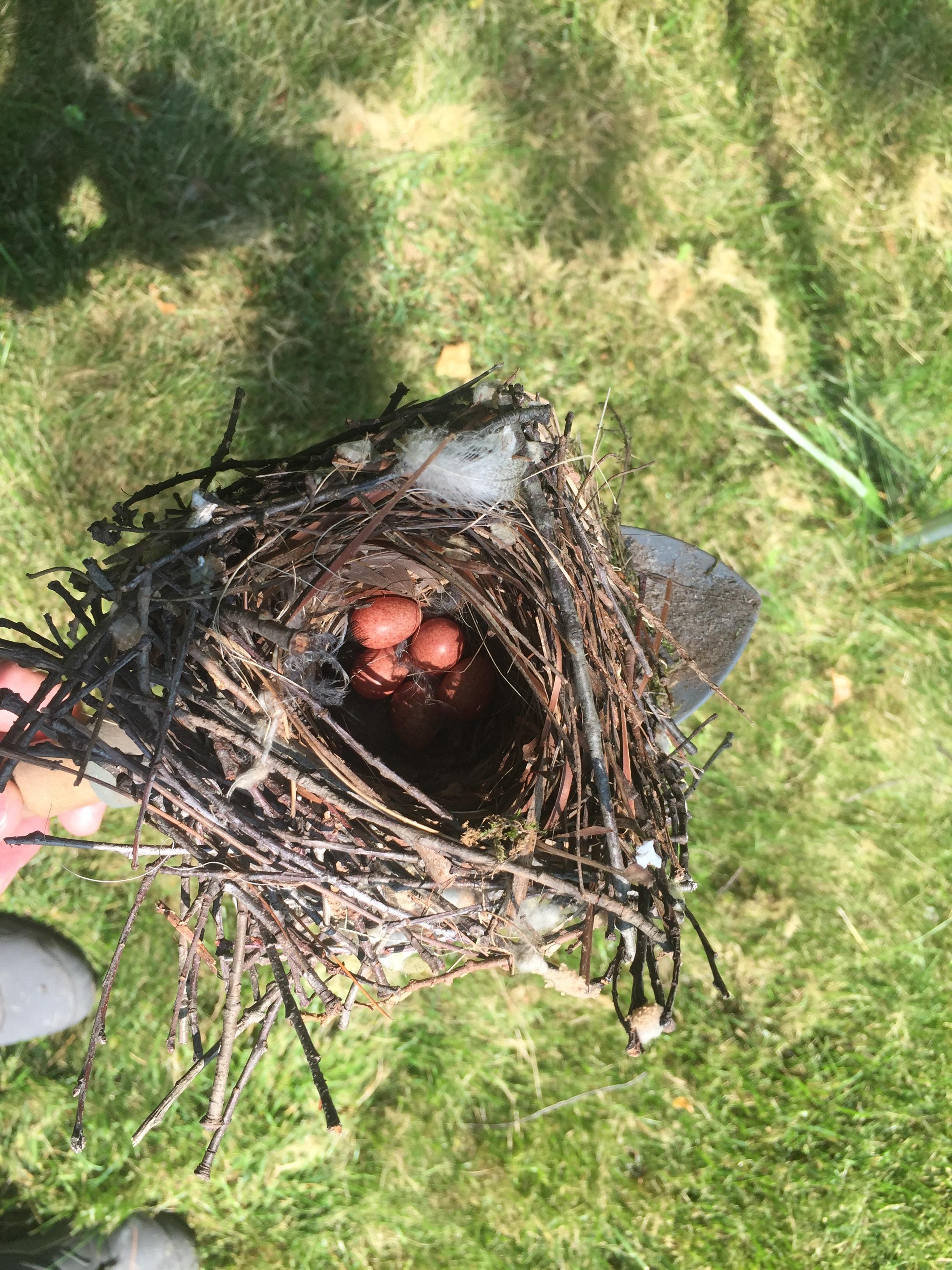 Abandoned? Haven’t seen the mother lately. I think these are Winter