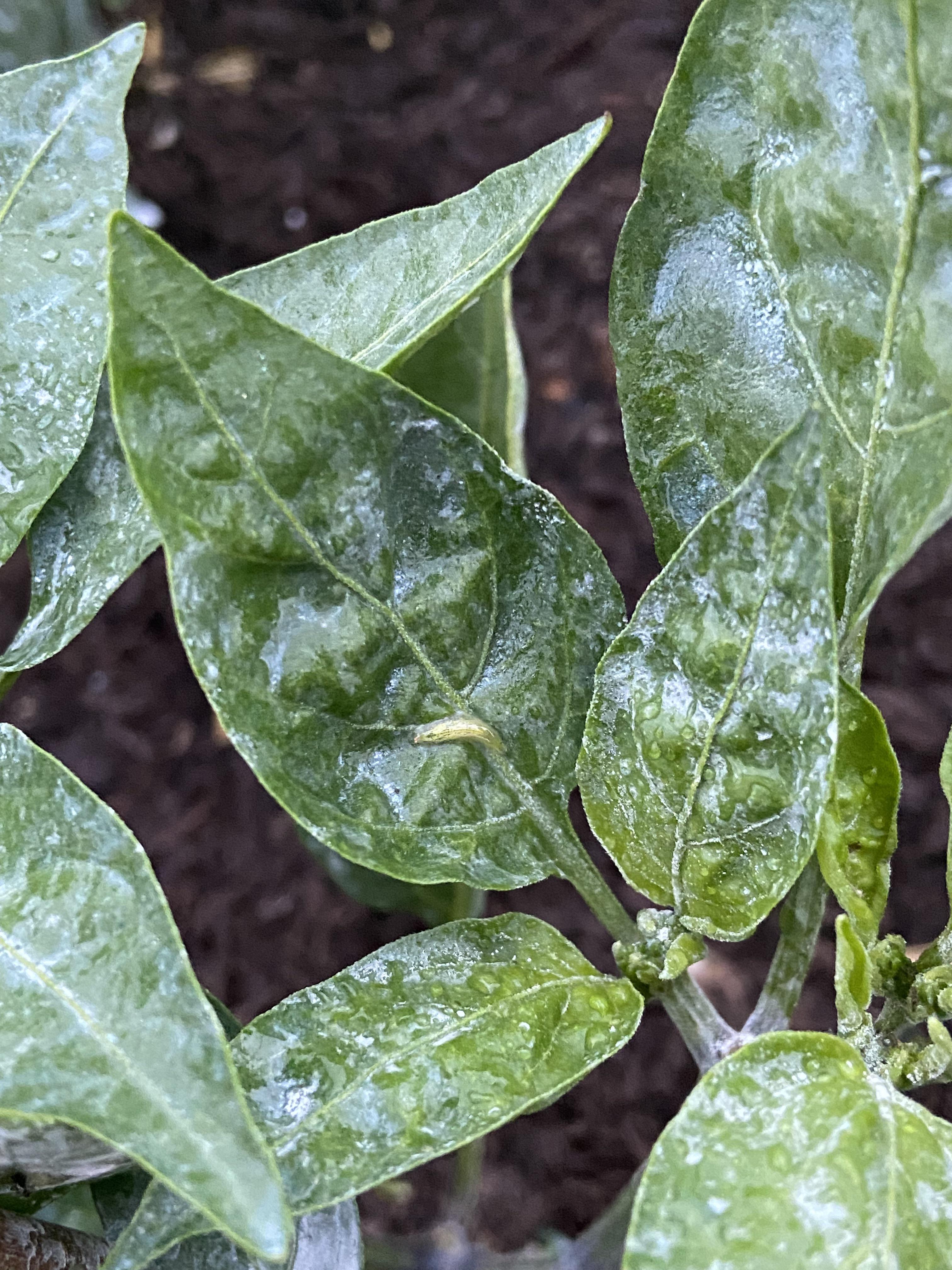 What is this bug on my jalapeño plant? r/gardening