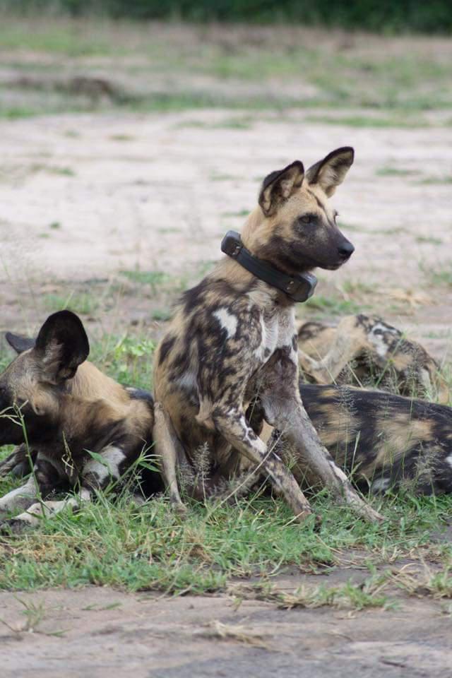According to the Painted Dog Research Trust, the lycaon posing with the