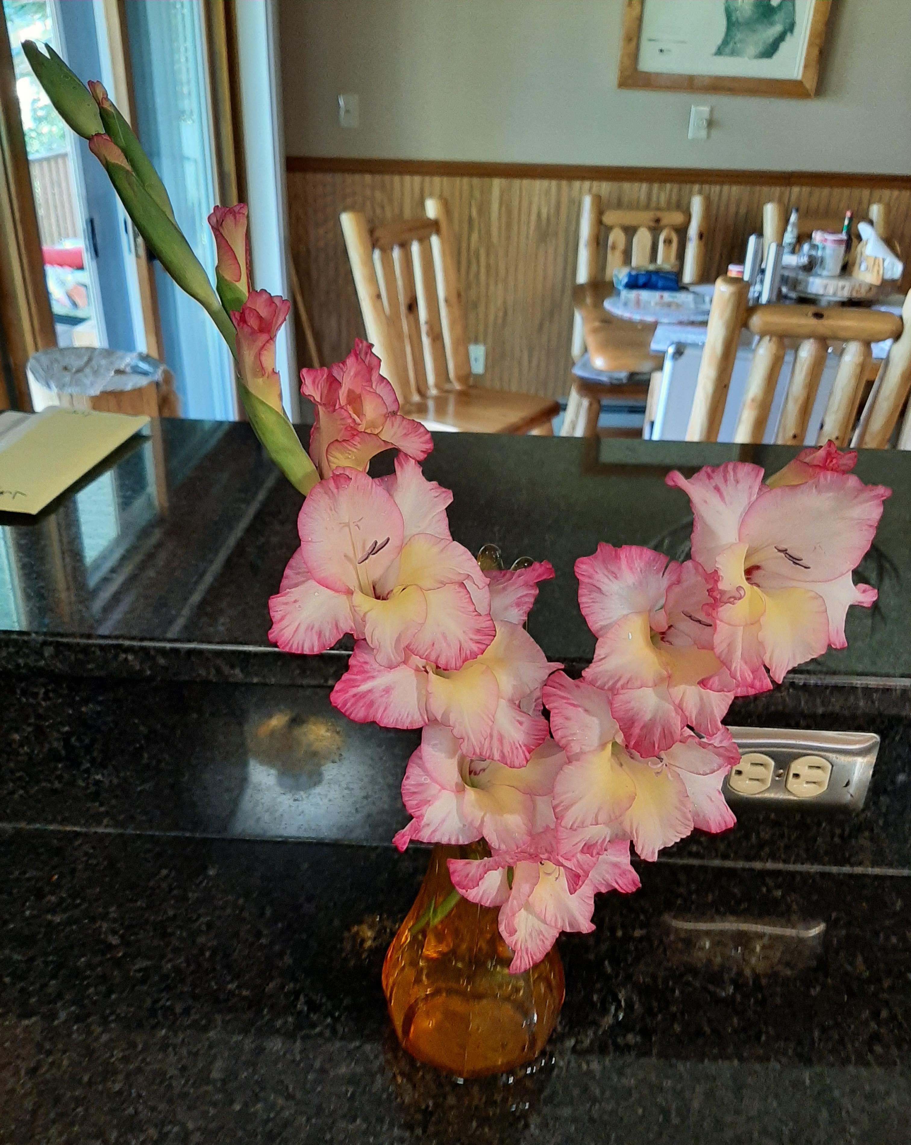 From Aldi Gladiolus bulbs. My late summer reward. r/aldi