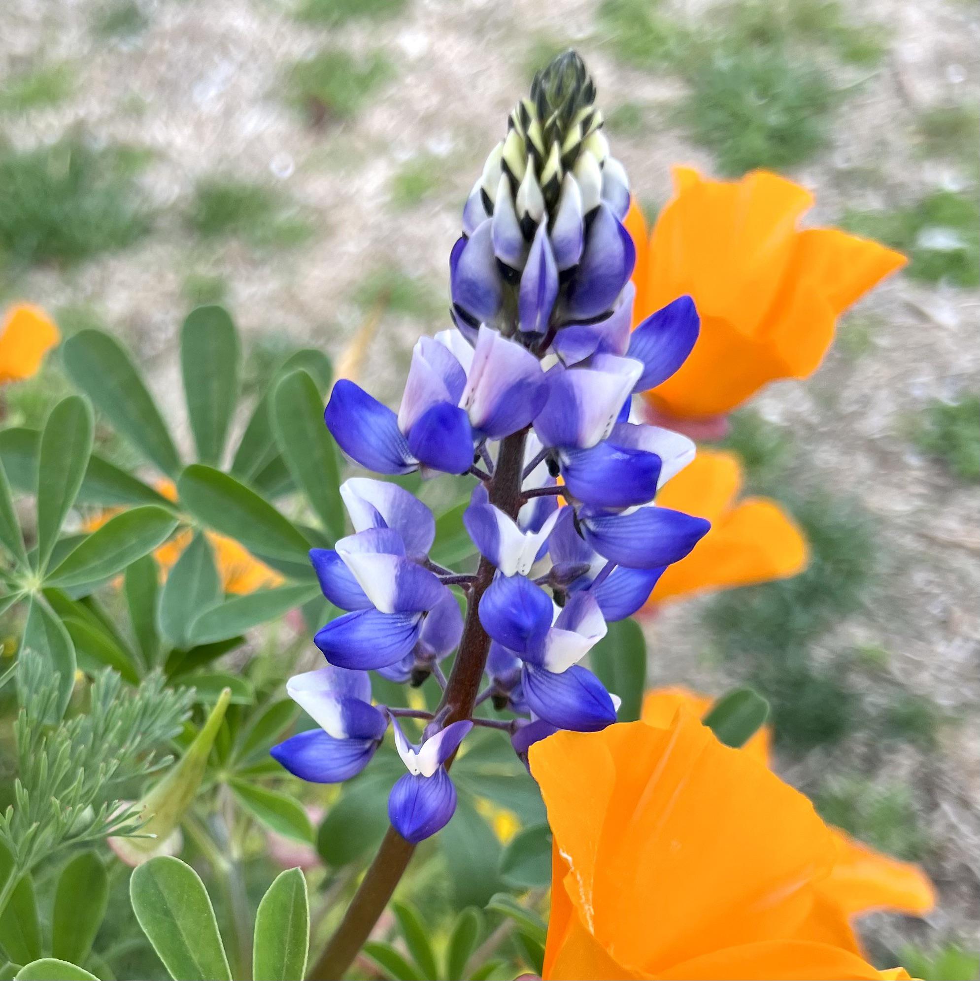 [Zone 9b] May have planted this from a variety seed pack from Theodore Payne. What’s the