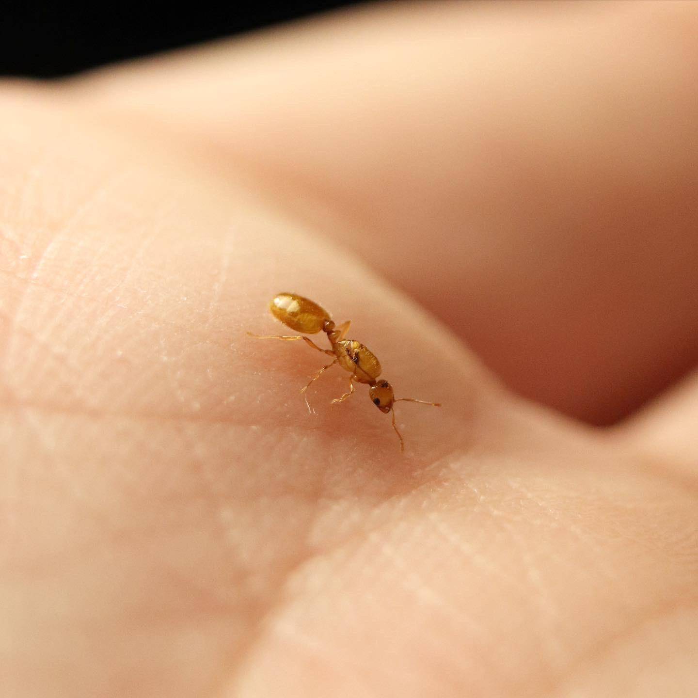 A Thief ant queen, one of the smallest ants in the world. They’re about