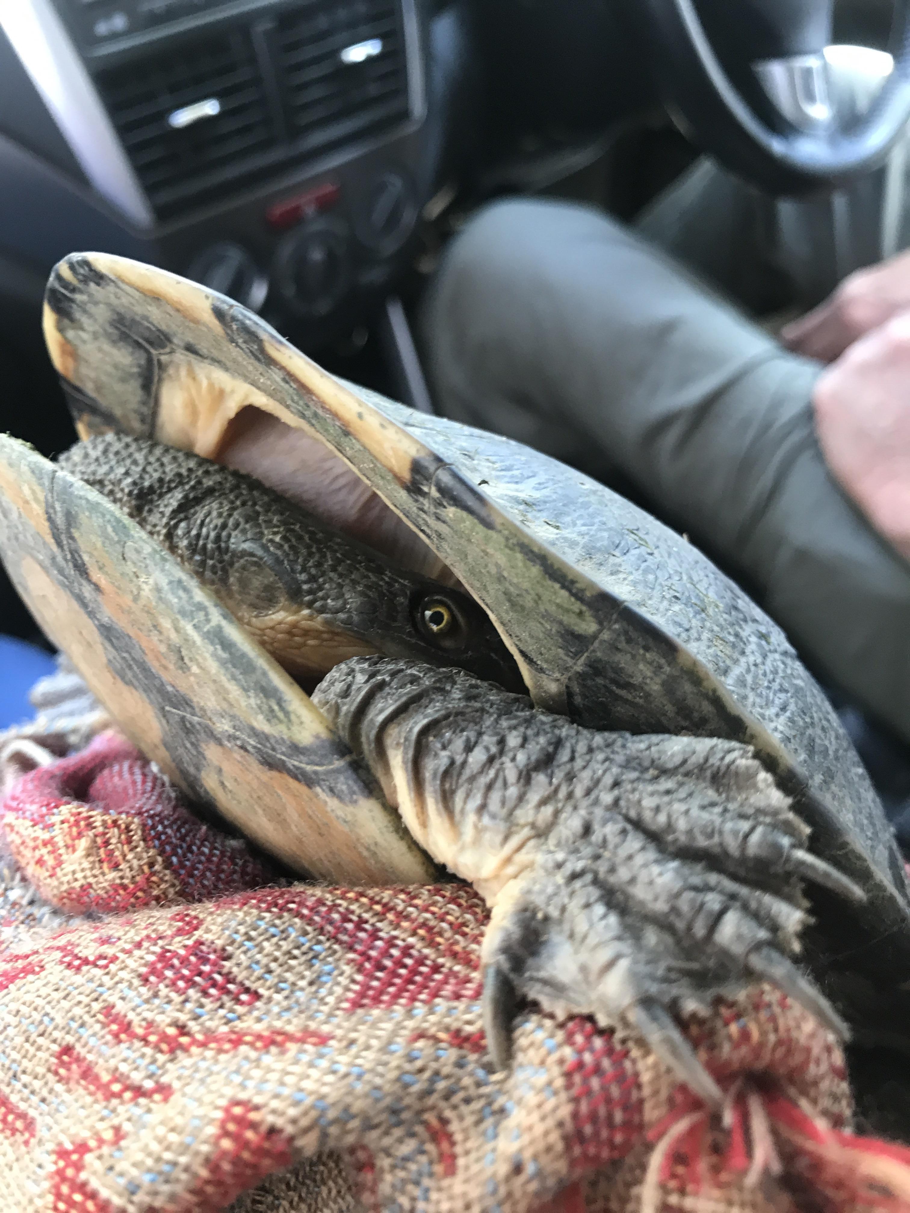 A Murray River turtle found on a country road in NSW, Australia. How
