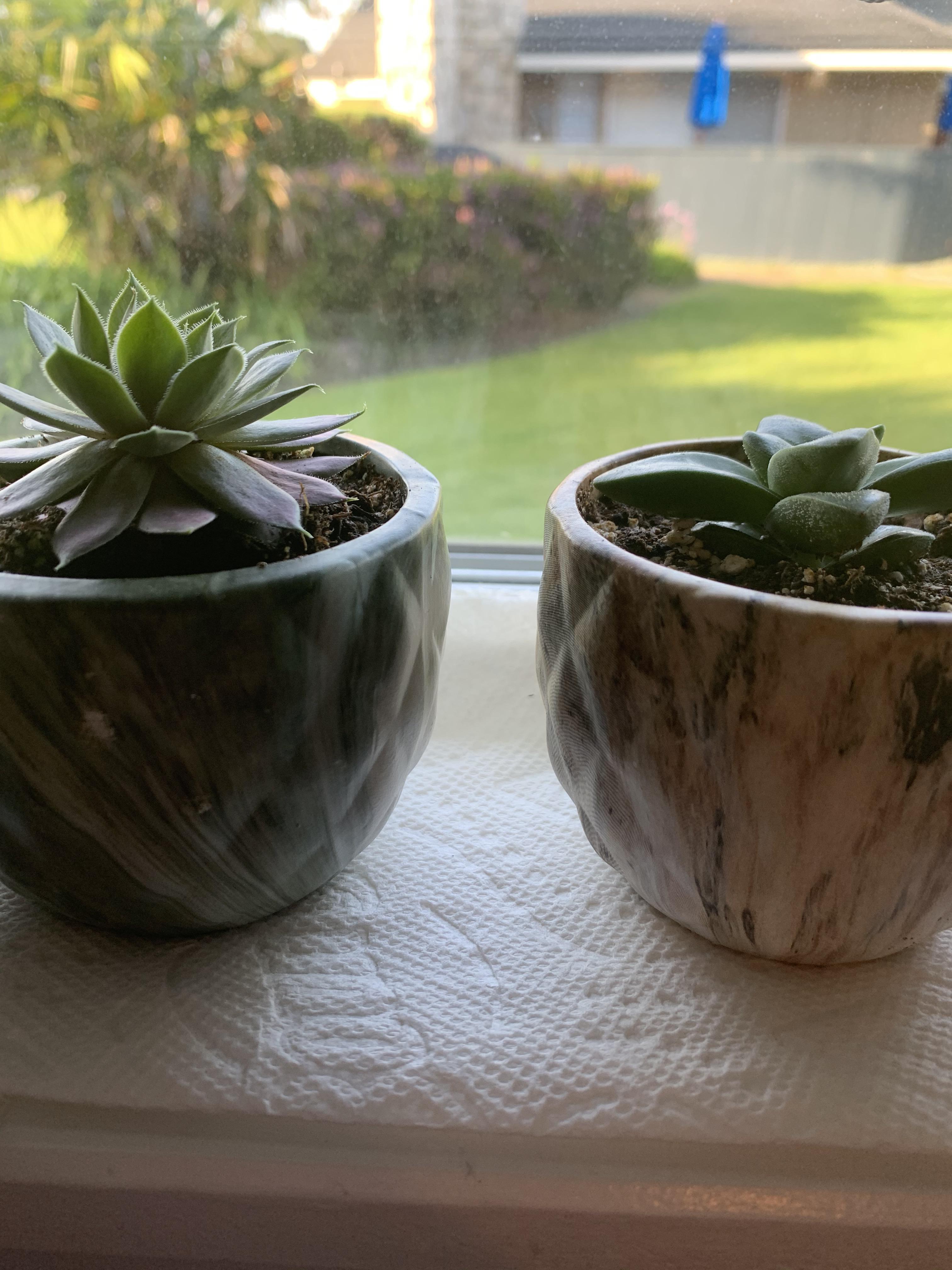 New to succulents, is this considered indirect light? r/succulents