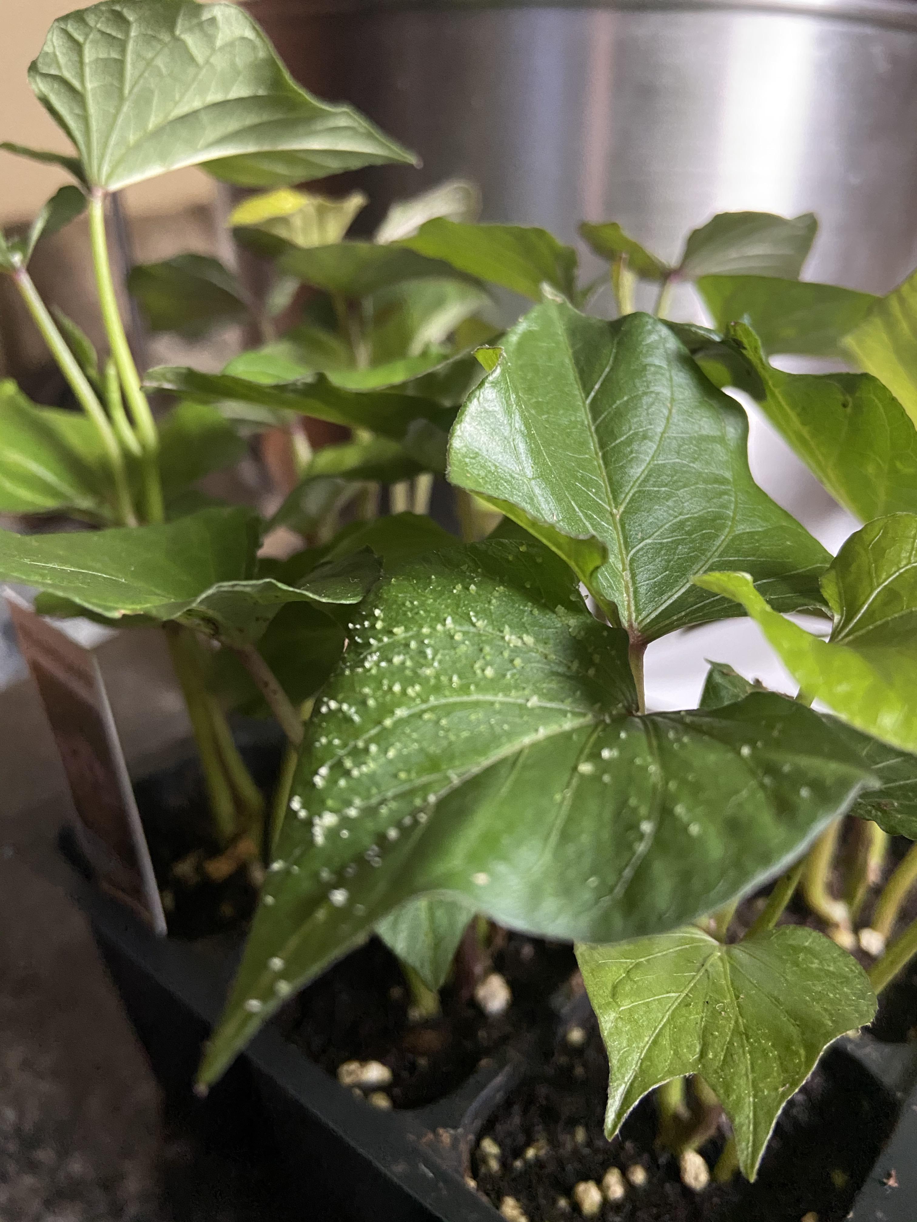 what are these deposits on my sweet potato leaves? more info in