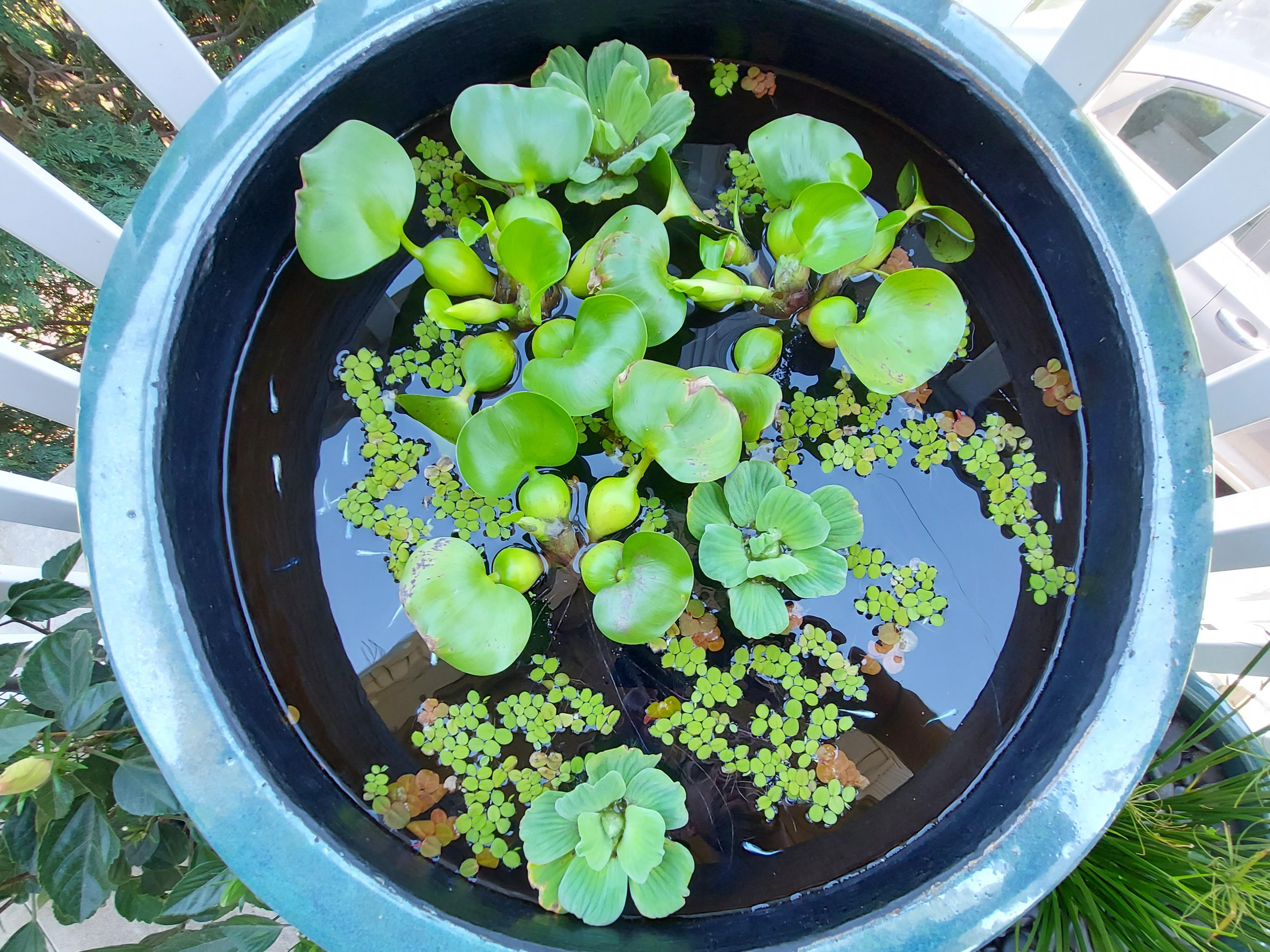My newly finished patio pond (Medaka/Japanese Rice Fish) r/Aquariums