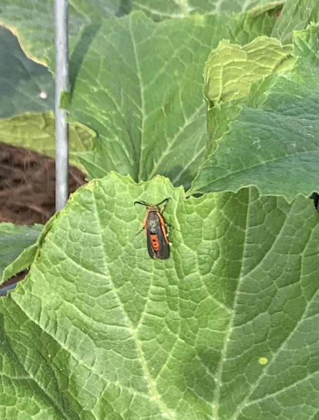 Any idea what this is? Have seen a couple in my vegetable garden. r