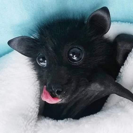 Your daily dose of fruit bat r/aww
