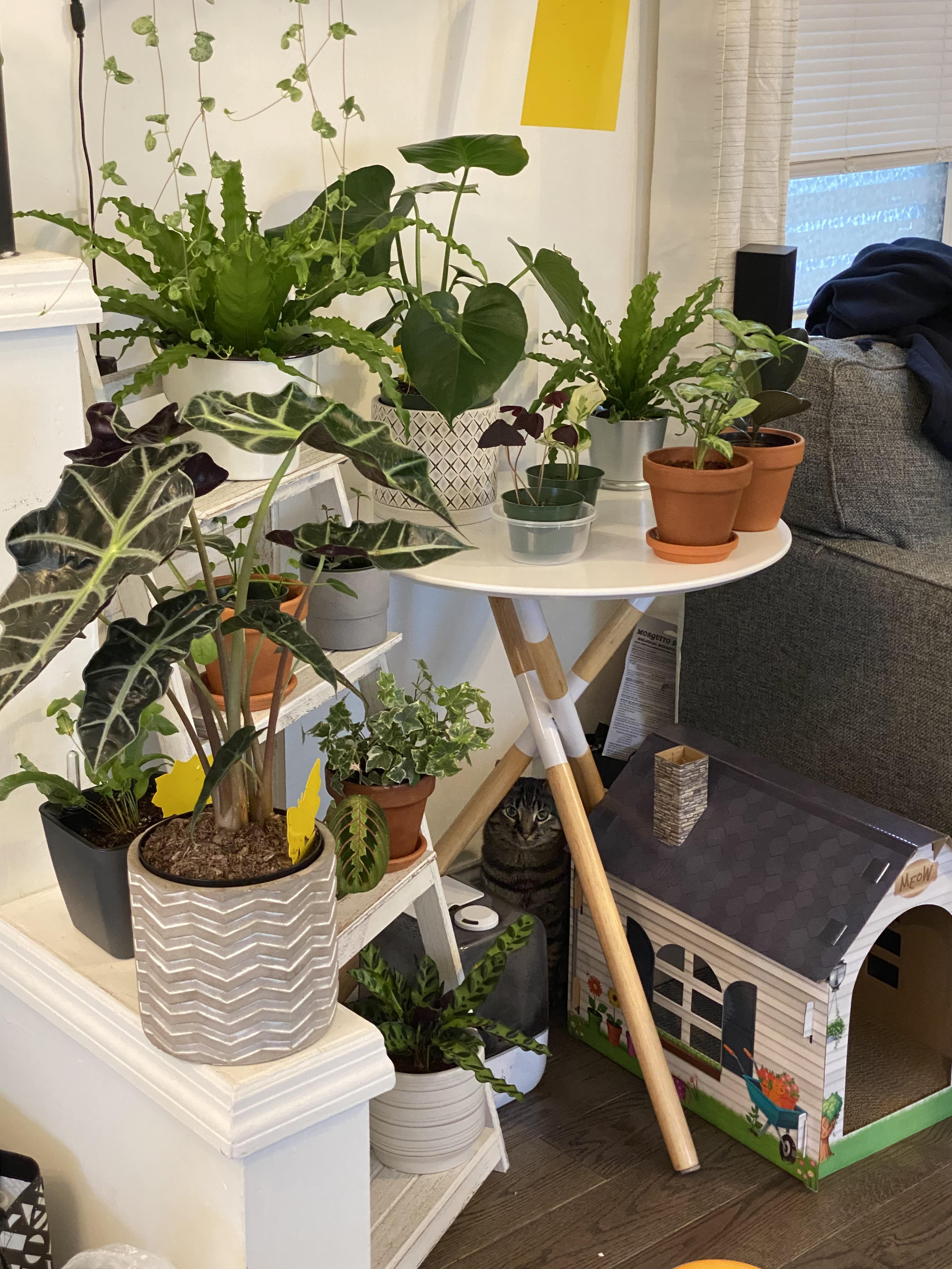 Best Online Plant Soil for Noobs r/houseplants