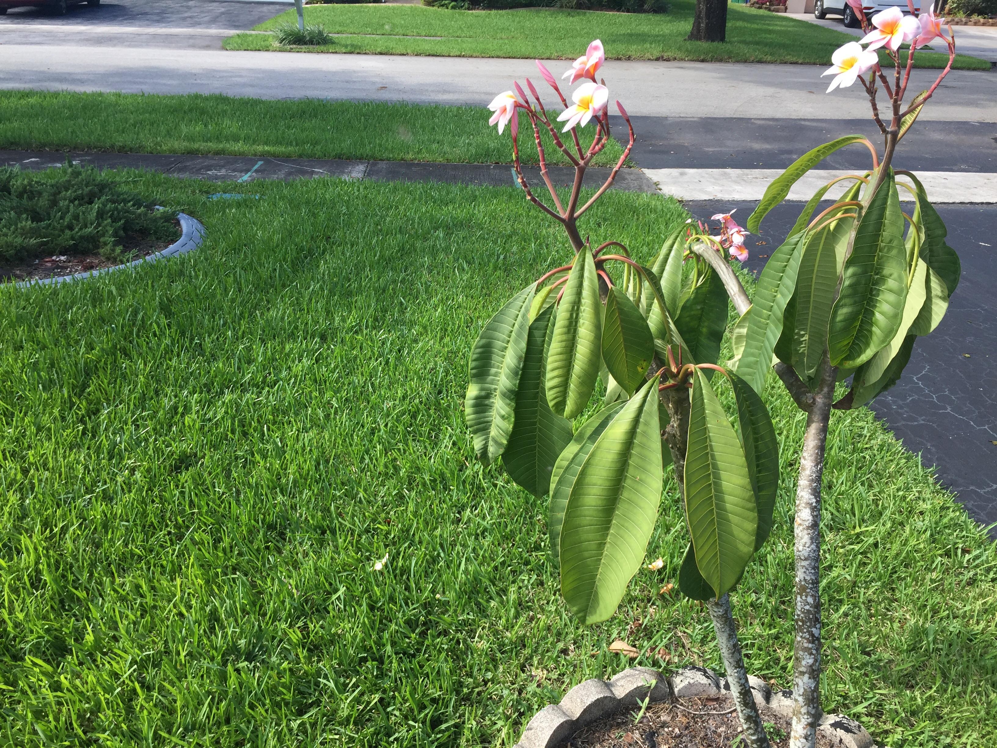 Why are my plumeria leaves drooping? In South Florida. Recently moved my big plumeria from a pot