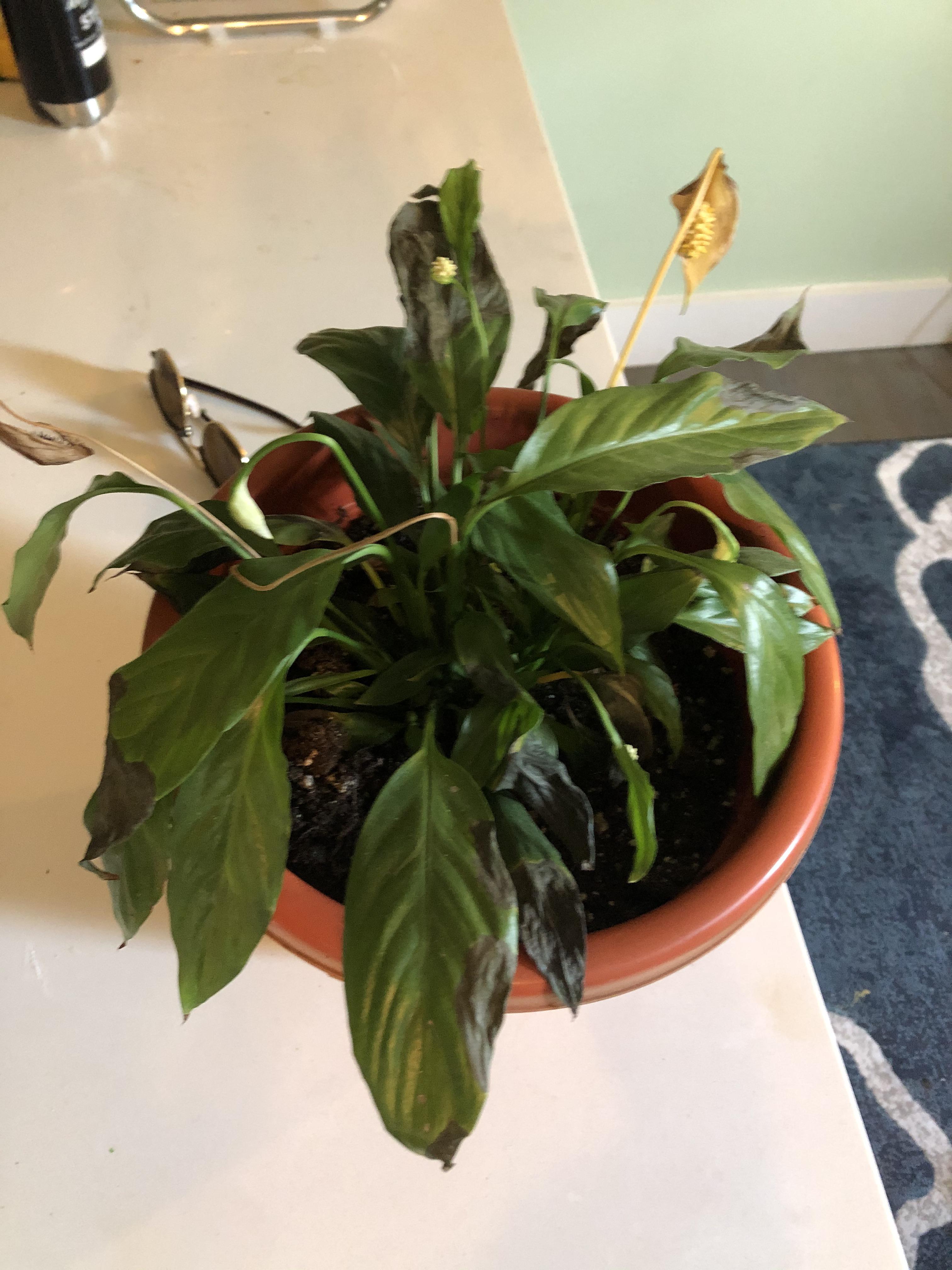 Peace lily dying r/plantclinic