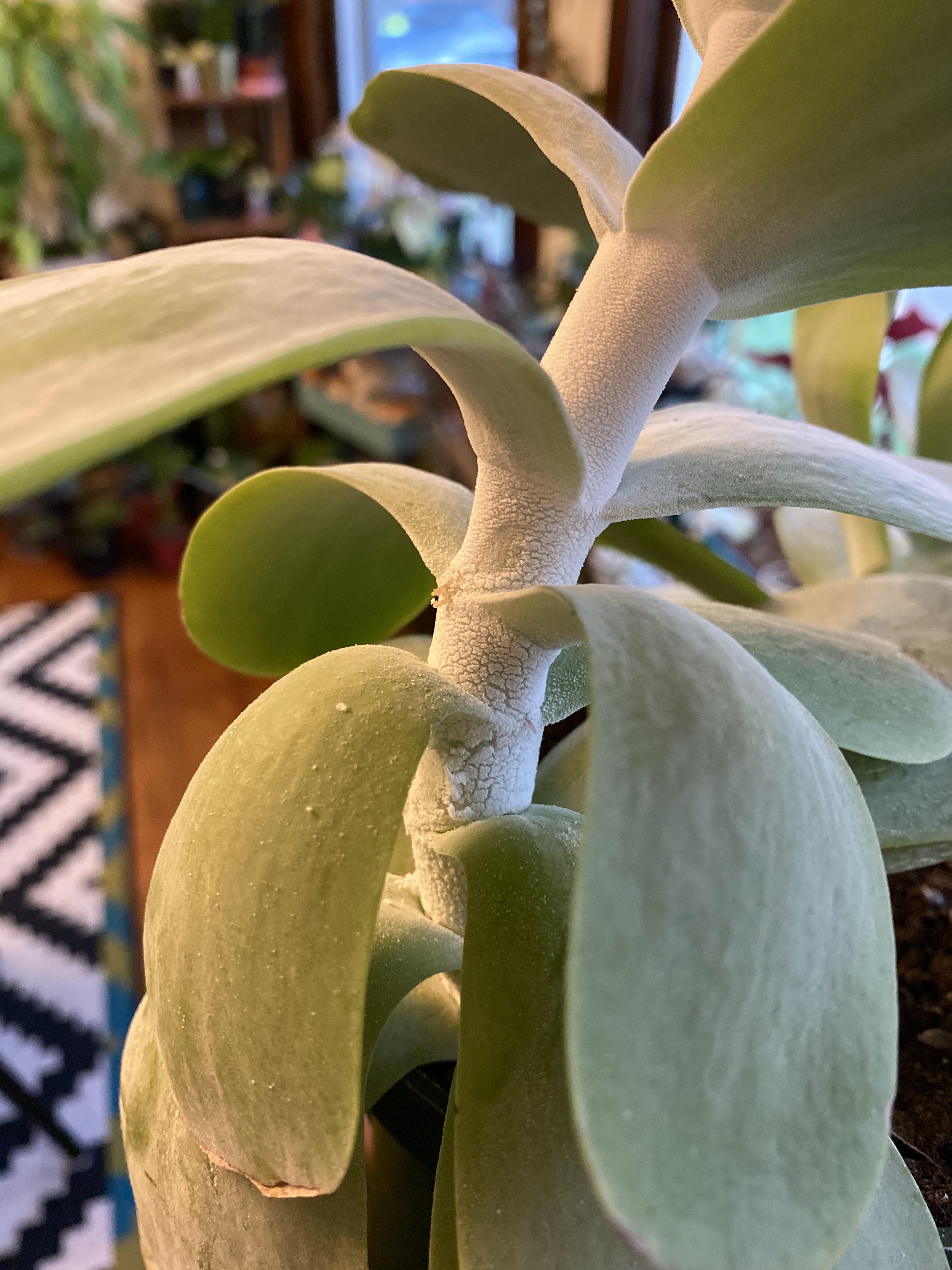 Is this white powder on my paddle plant normal? I’ve read both mildew