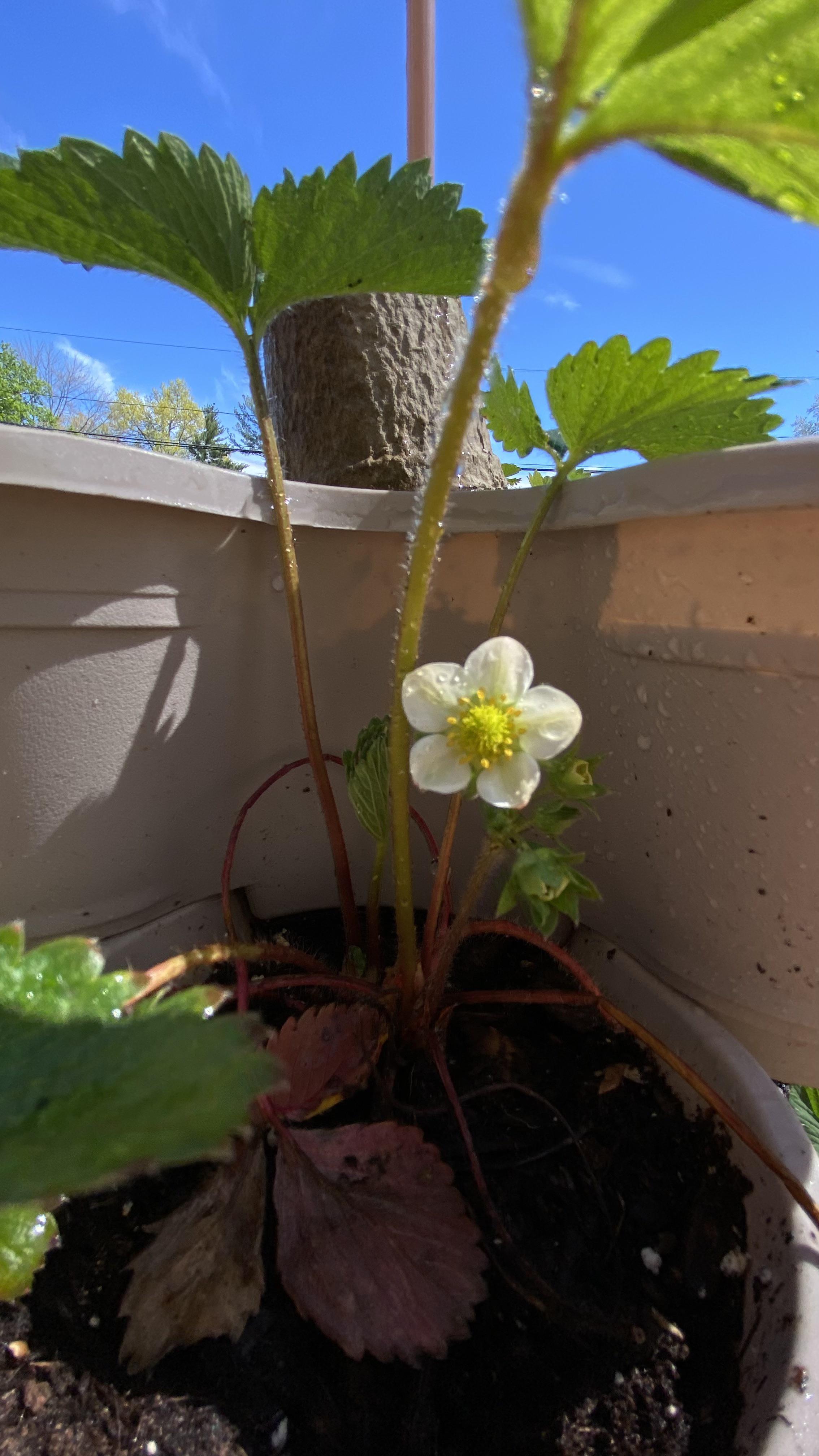 first bloom of the season! year 2 june bearing strawberries, zone 6b