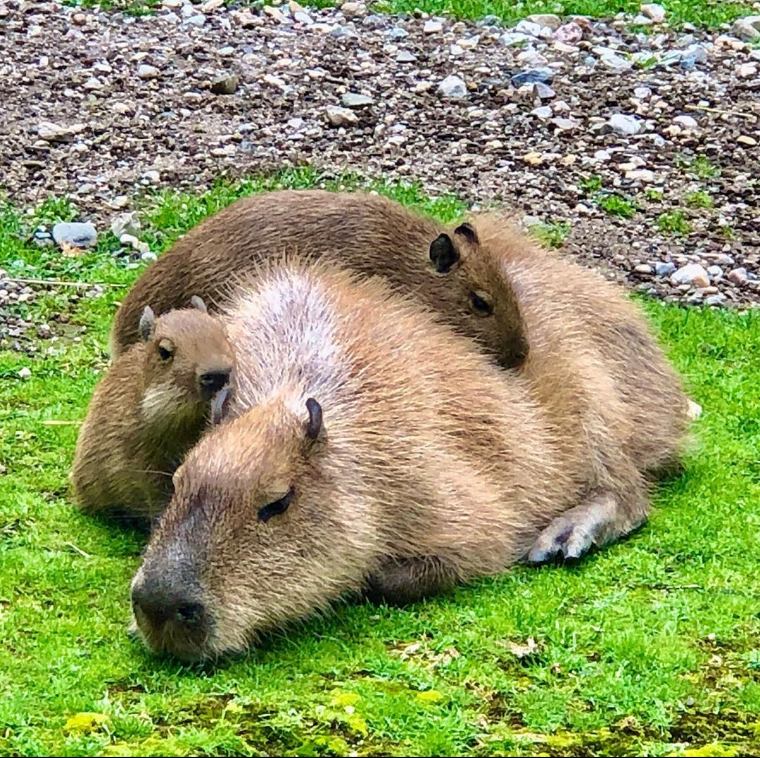 Capybara Pet Germany