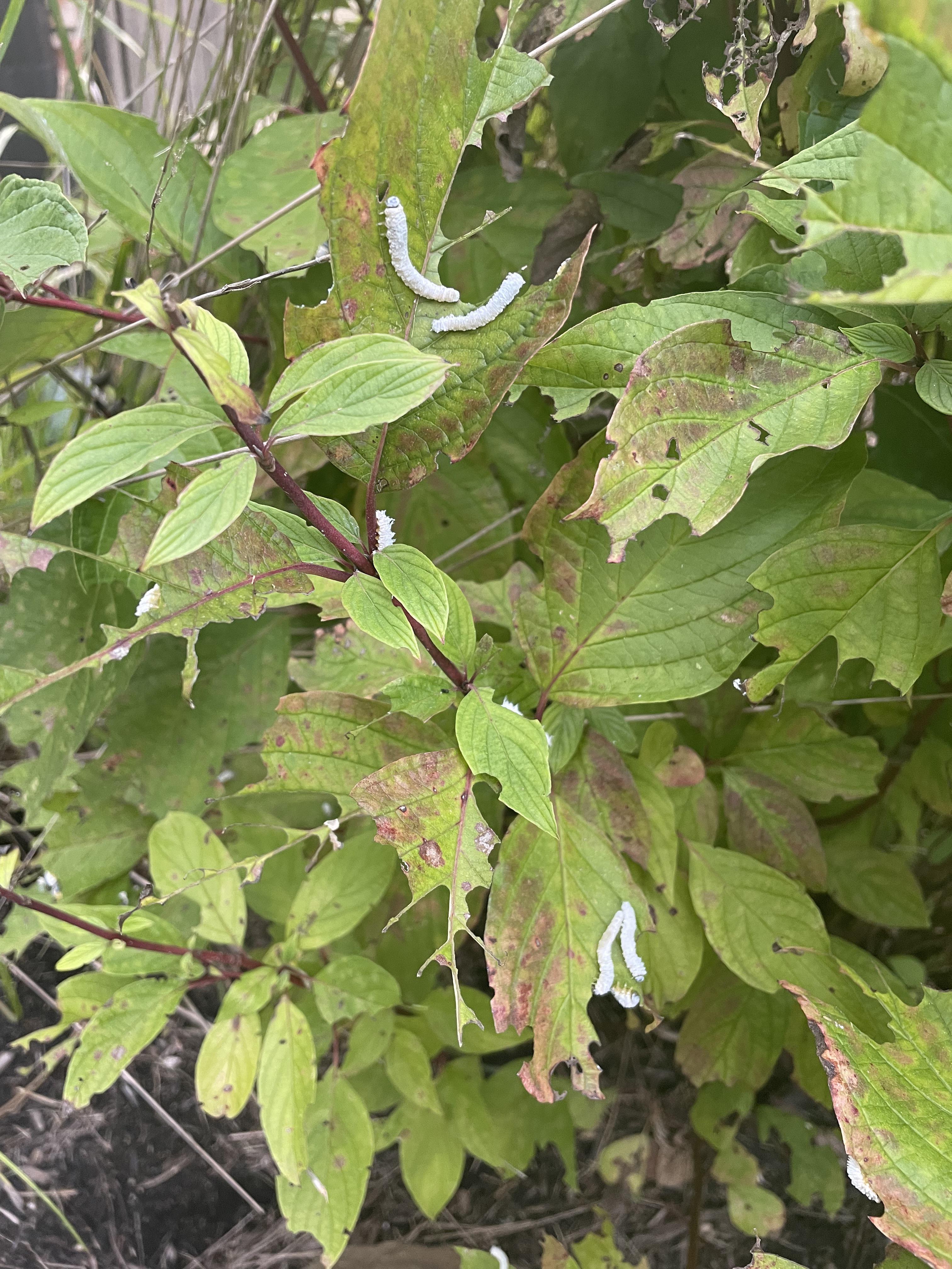 What’s eating my red twig dogwood? Will sevin dust work? Ohio. r