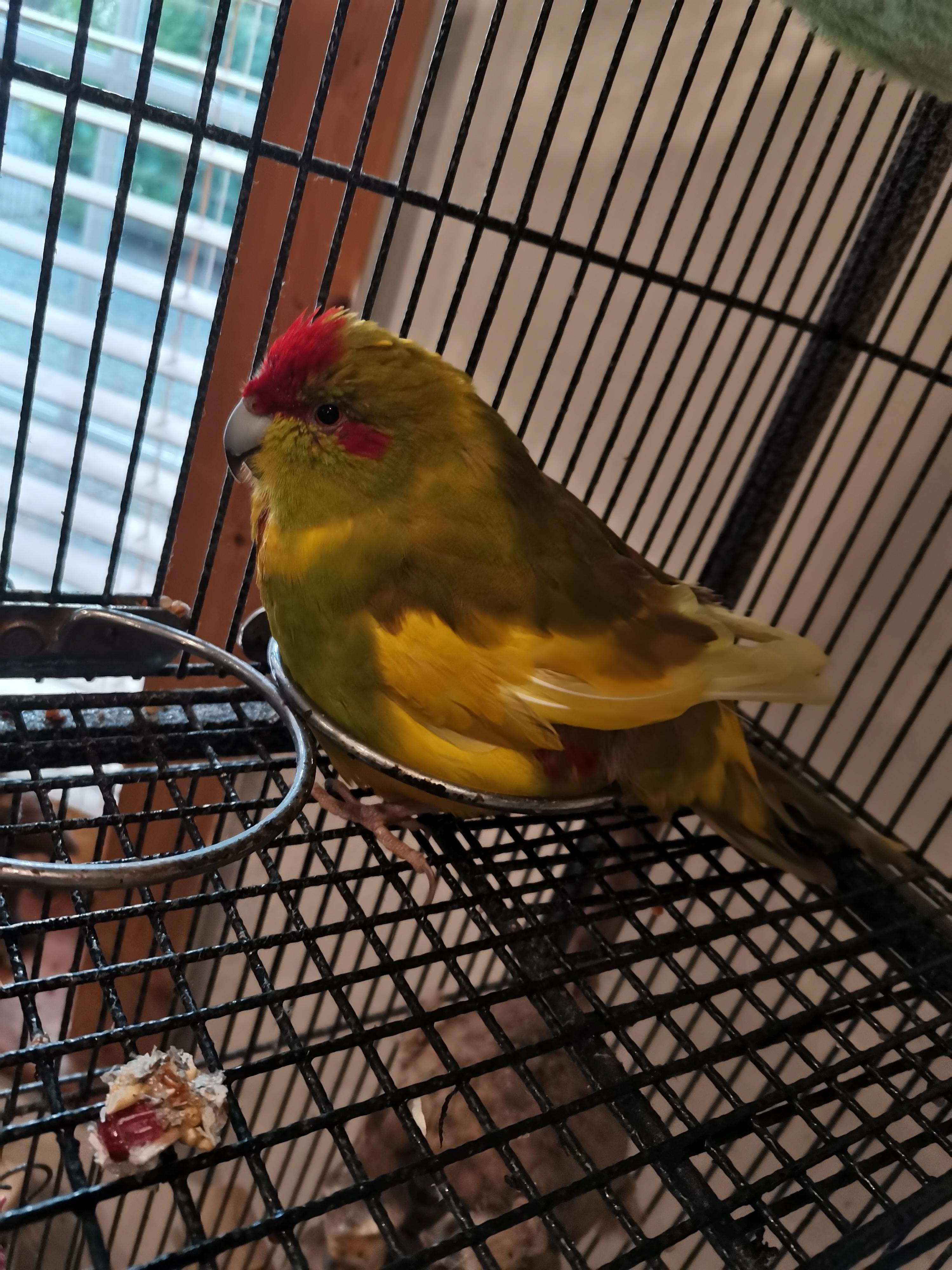 When you try and clean his cage and he does this... r/parrots