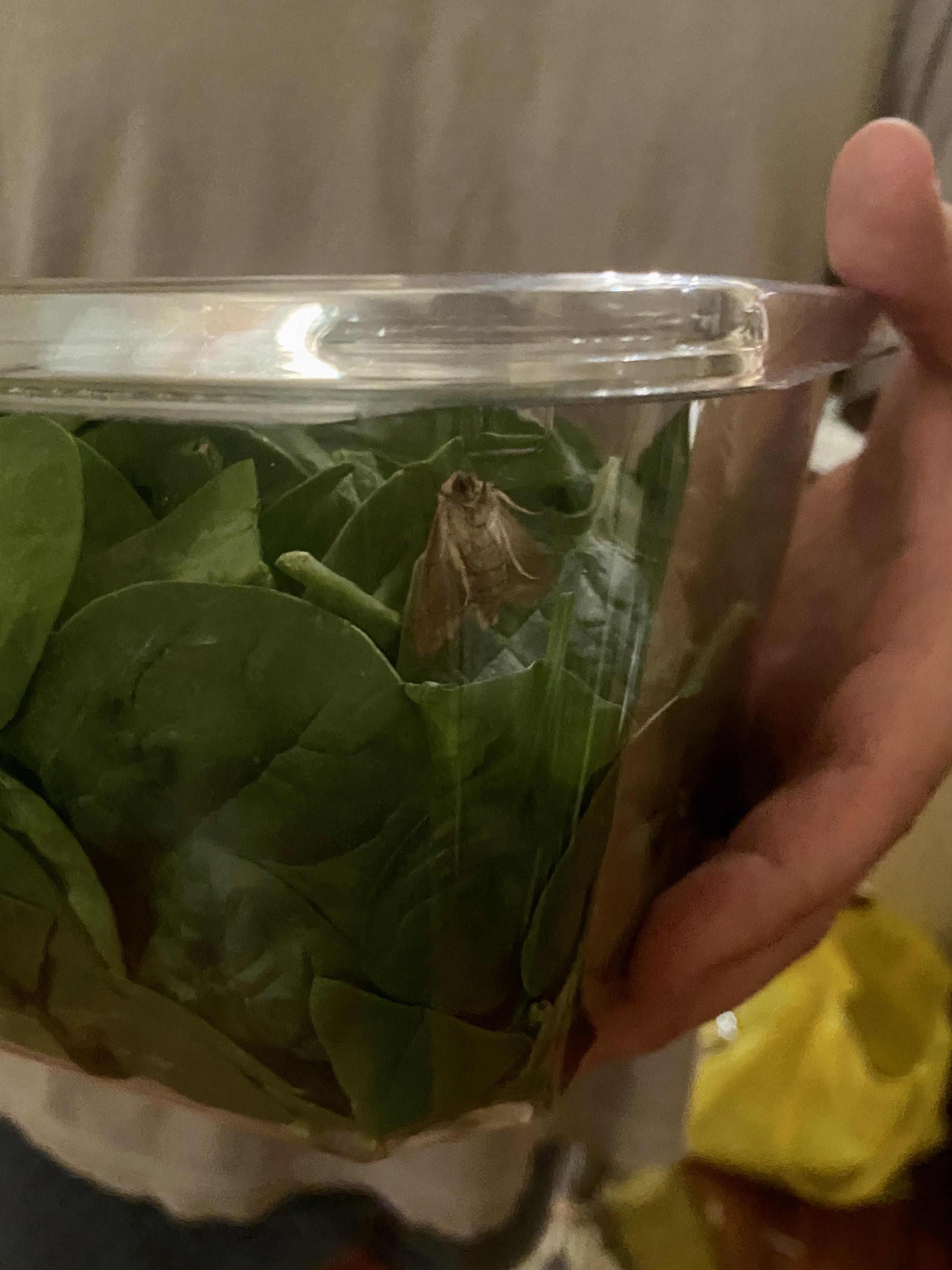 Found this moth crawling around in a sealed container of spinach r/WTF