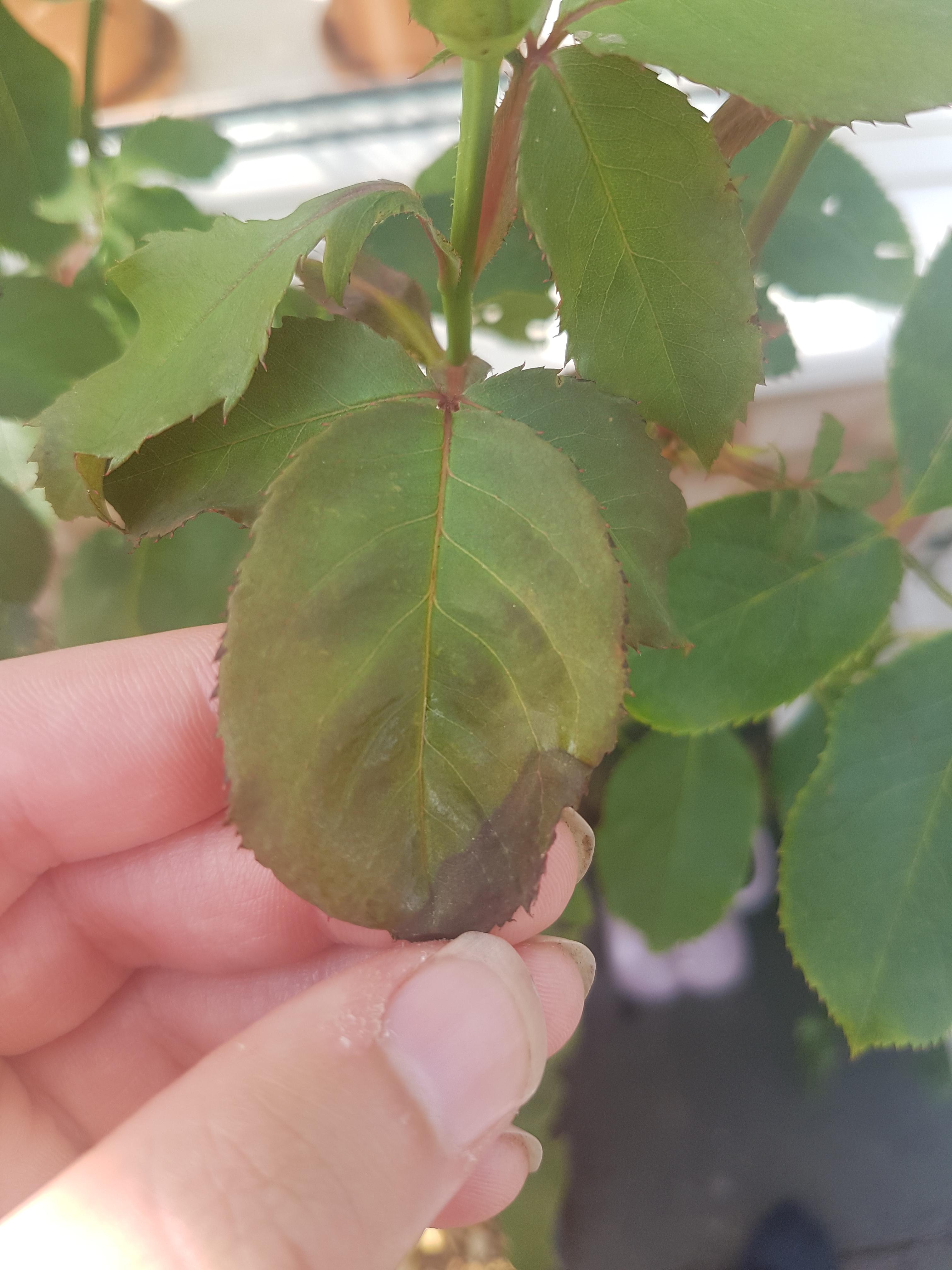 Help! I've recently noticed that quite a few of the leaves on my rose