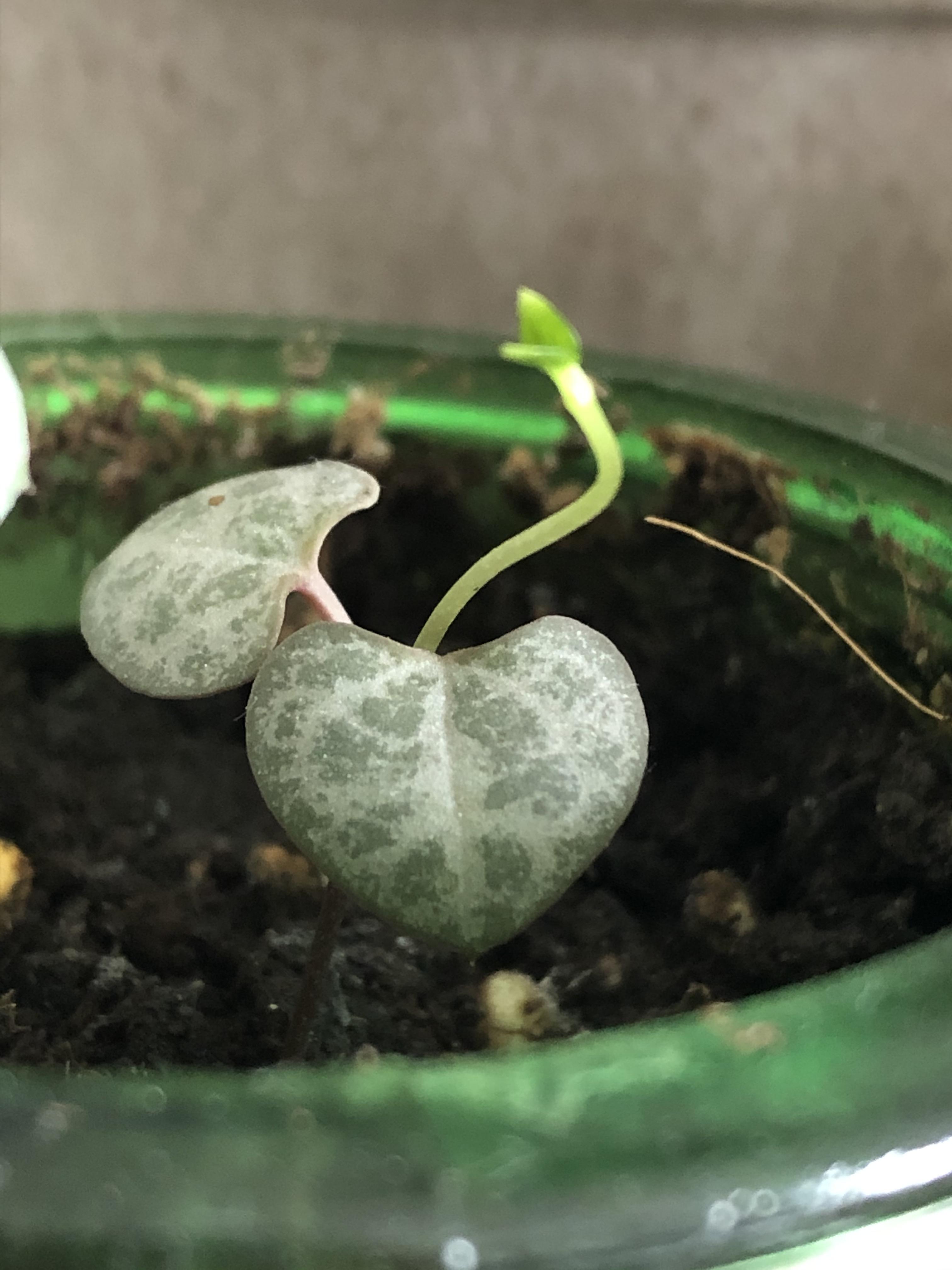 My propagated chain of hearts is giving me new leaves!! propagation