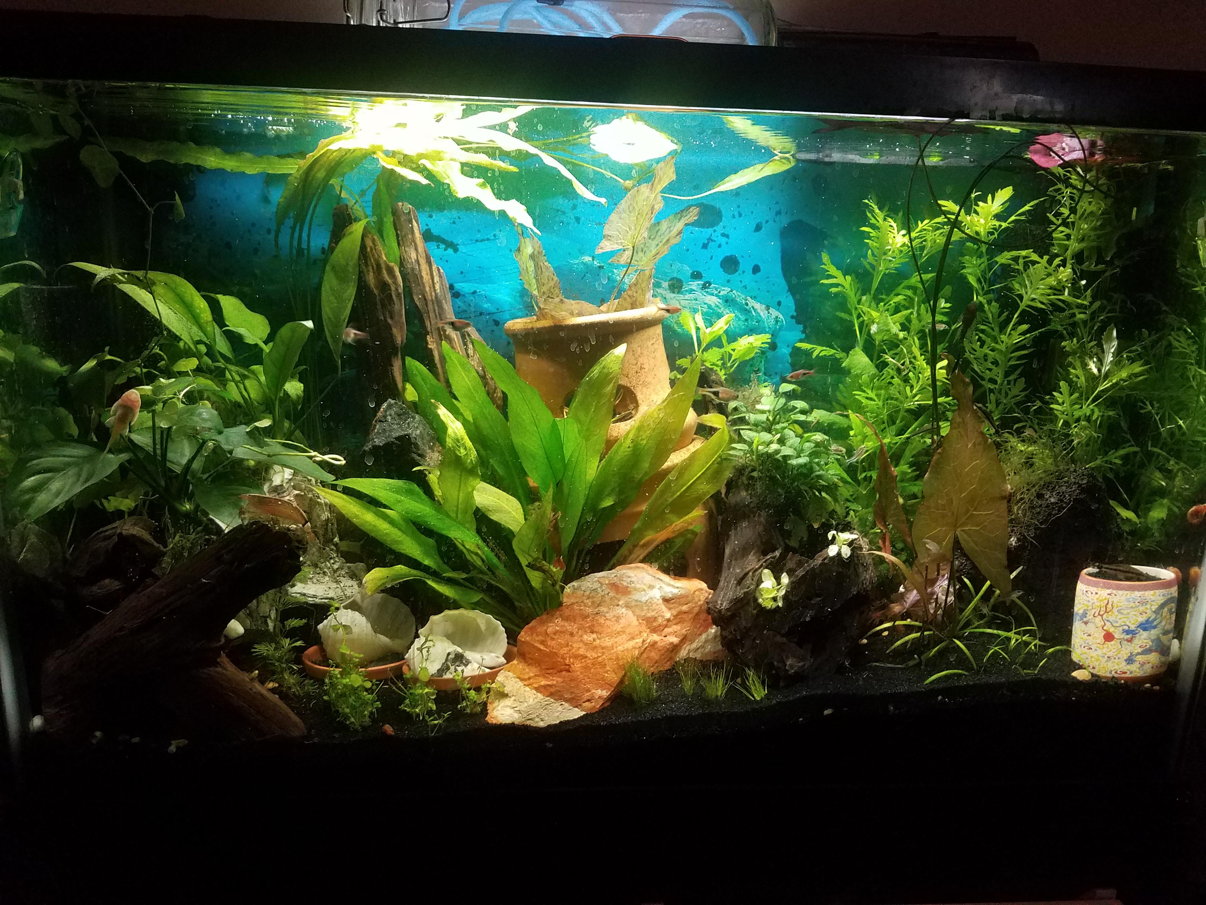 Finally happy with this tank (sorry about the dirty glass) r/Aquariums