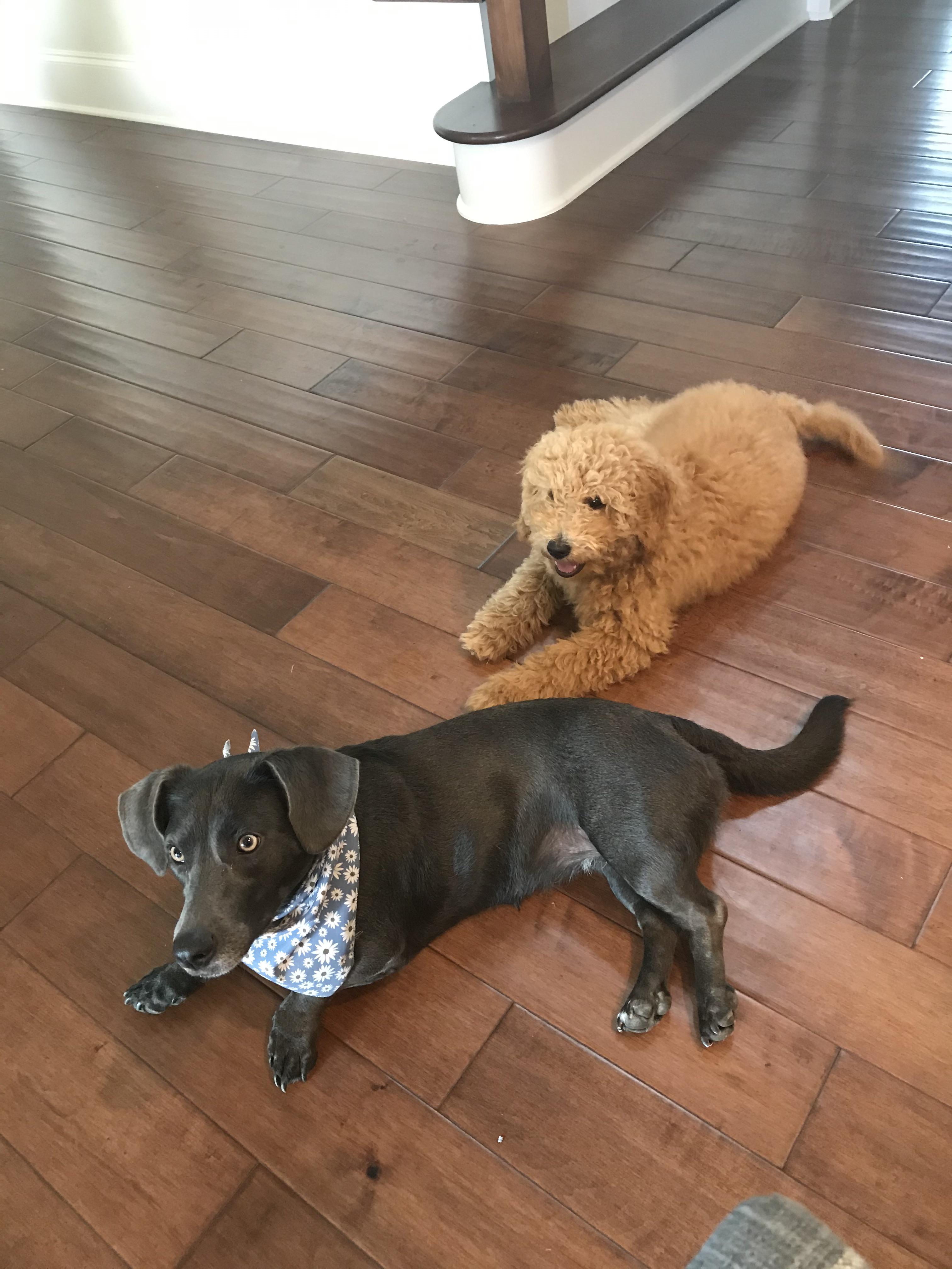 Nikki (dachshund mix) and I meet the new pup in the family Otto! A 15