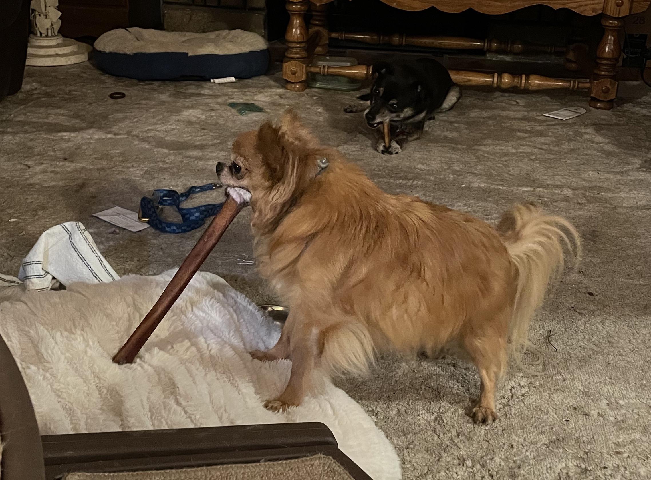 The best way to eat a Bully Stick r/Chihuahua