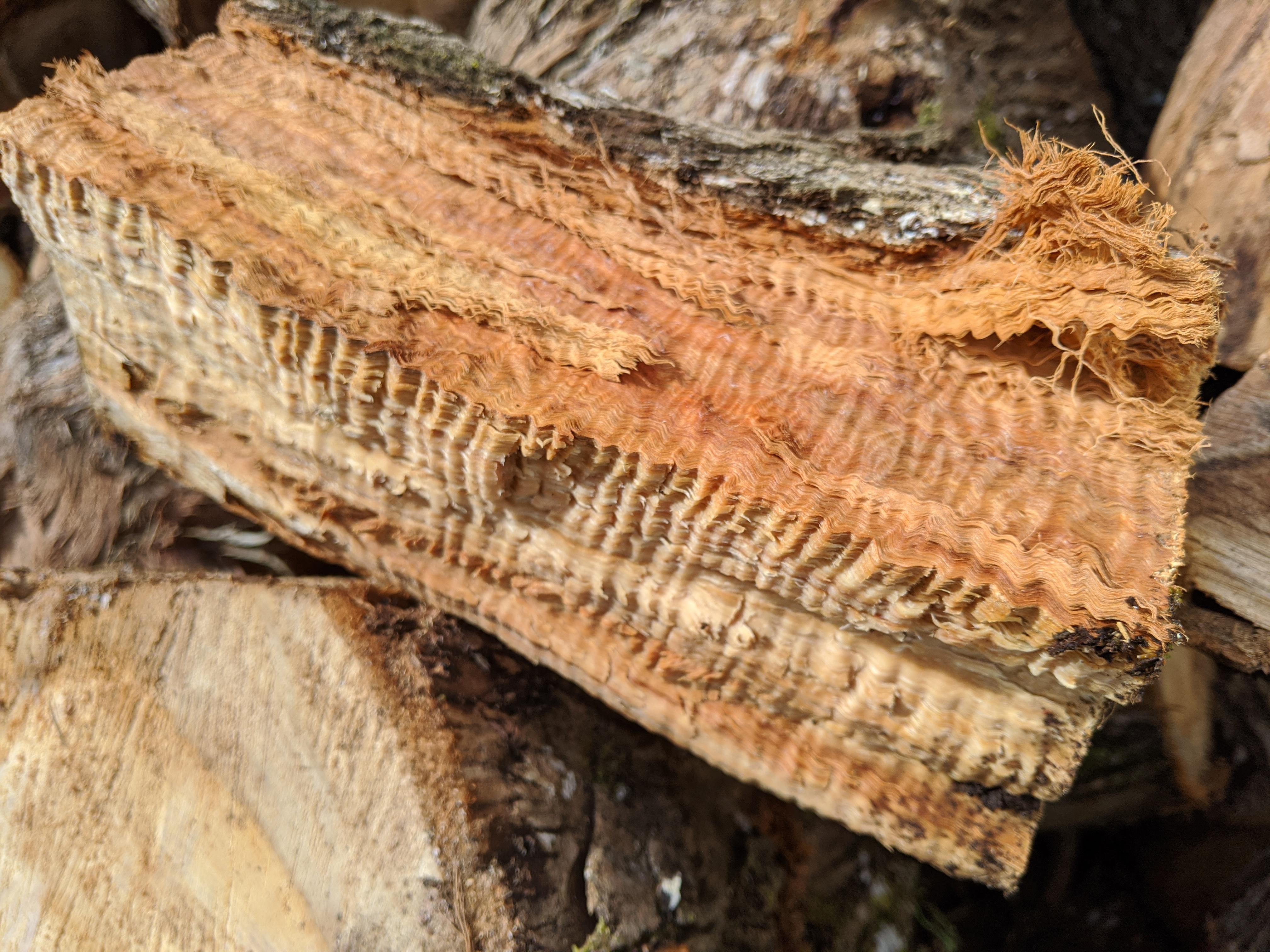 Gnarly wood! Splitting Stringybark (eucalyptus) for firewood and get