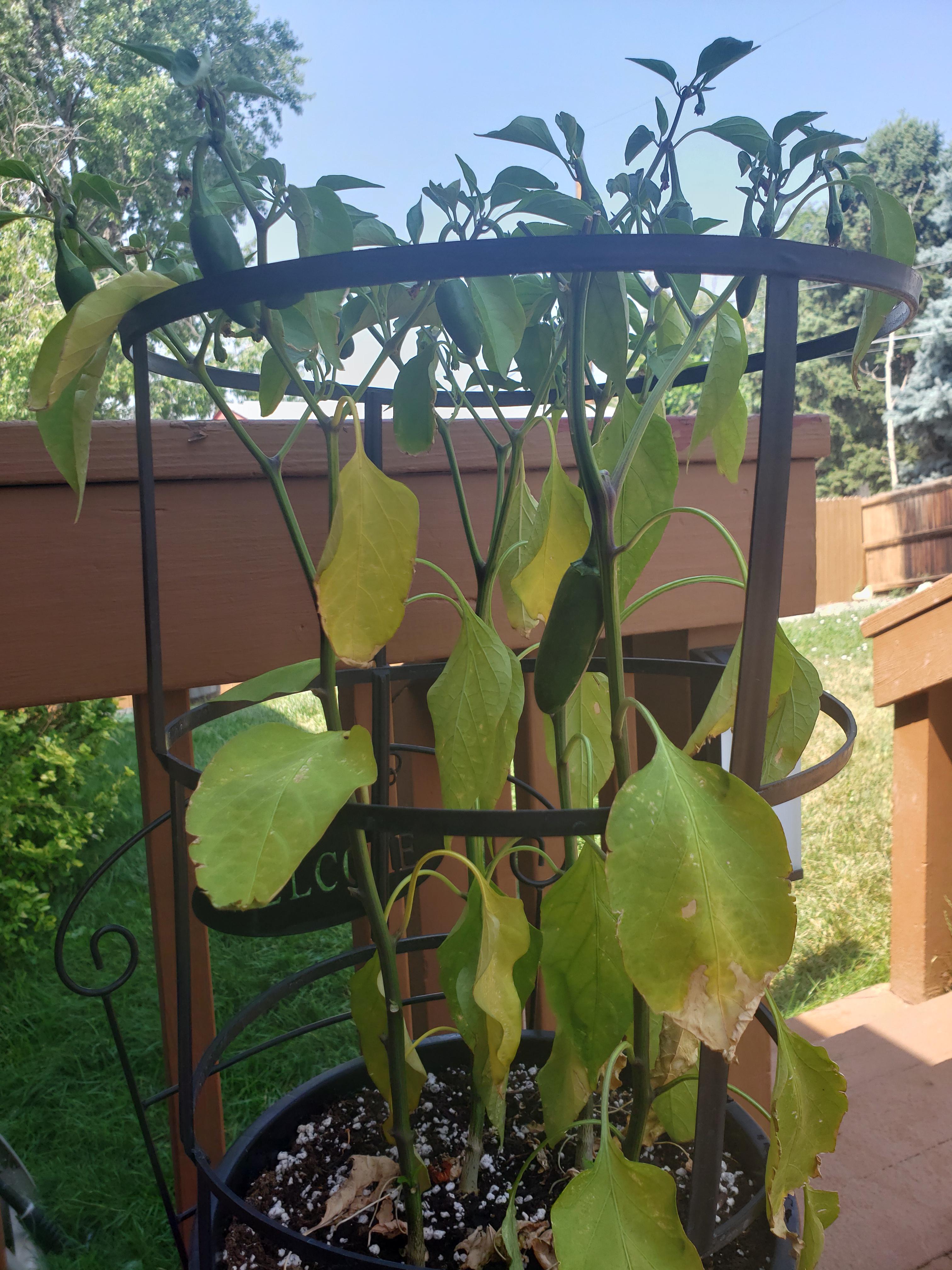 First Jalapeño plant! Leaves have been wilting the past couple of days